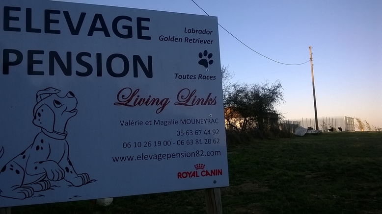 Pension pour chiens Living Links — photo
