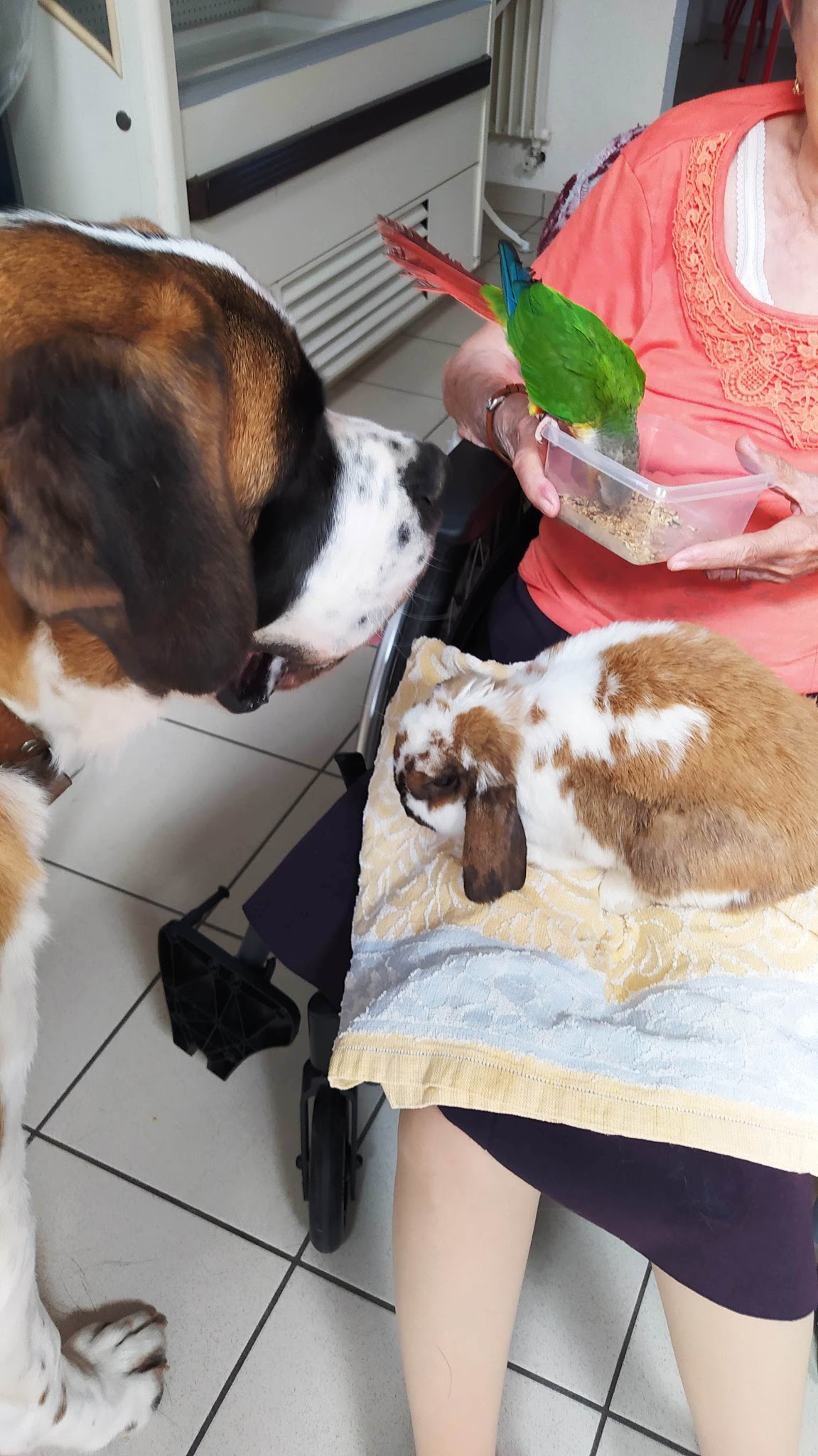 Canis'Attitude : pension canine, éducation, médiation — photo