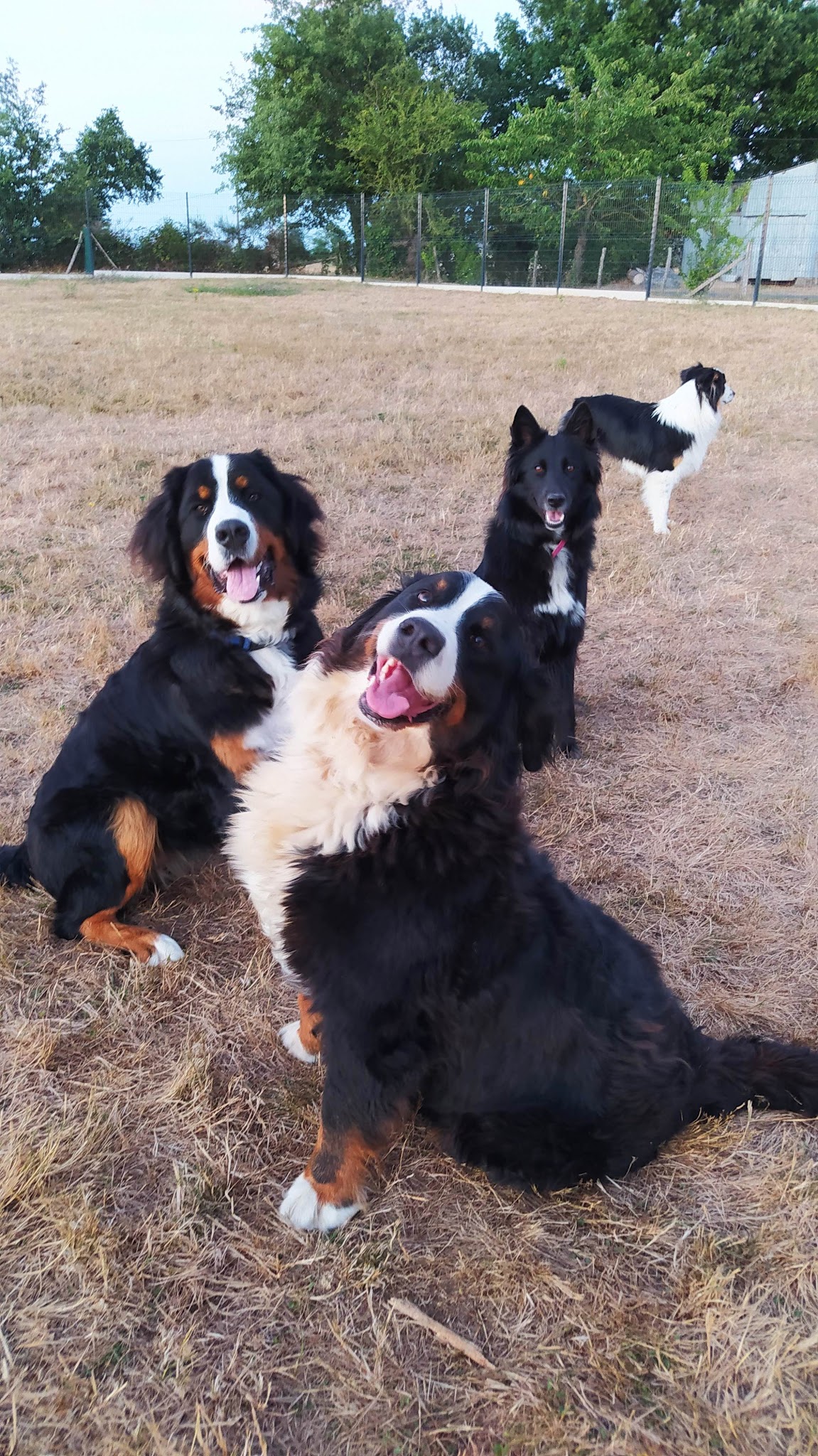 Canis'Attitude : pension canine, éducation, médiation — photo