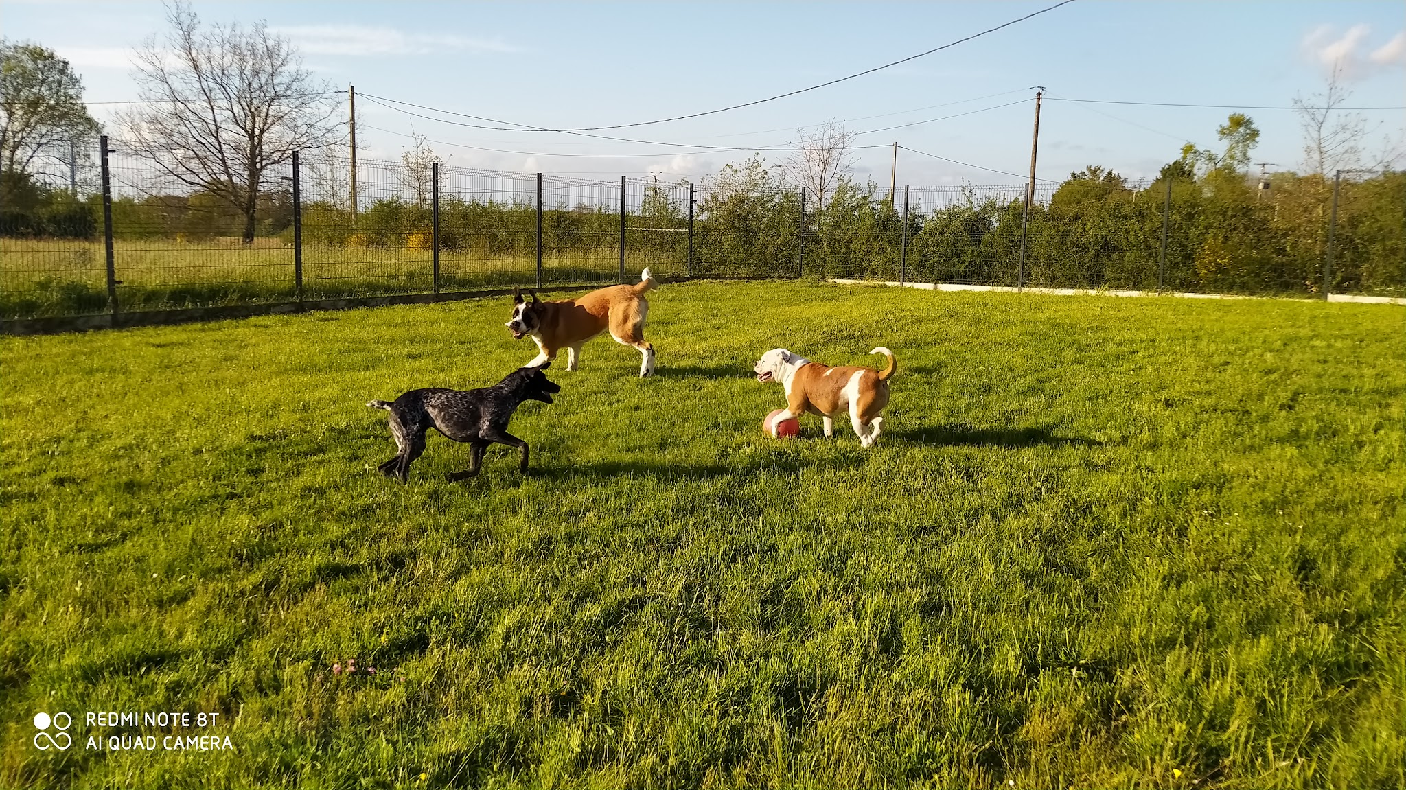 Canis'Attitude : pension canine, éducation, médiation — photo
