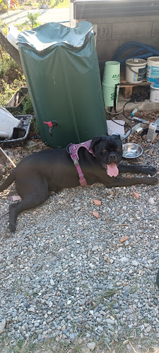 Kazadog31 (éducateur canin /dog sitter /dog walking /pension canine familiale (Haute -Garonne )