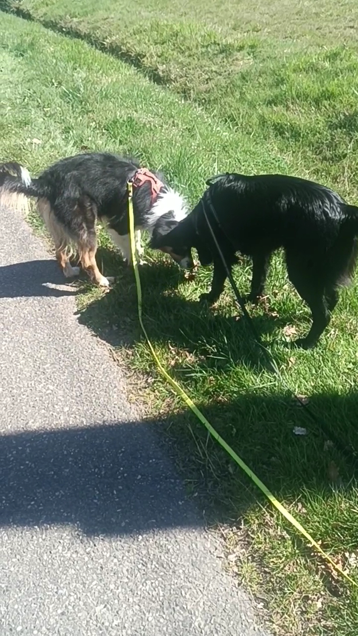 Kazadog31 (éducateur canin /dog sitter /dog walking /pension canine familiale (Haute -Garonne ) — photo