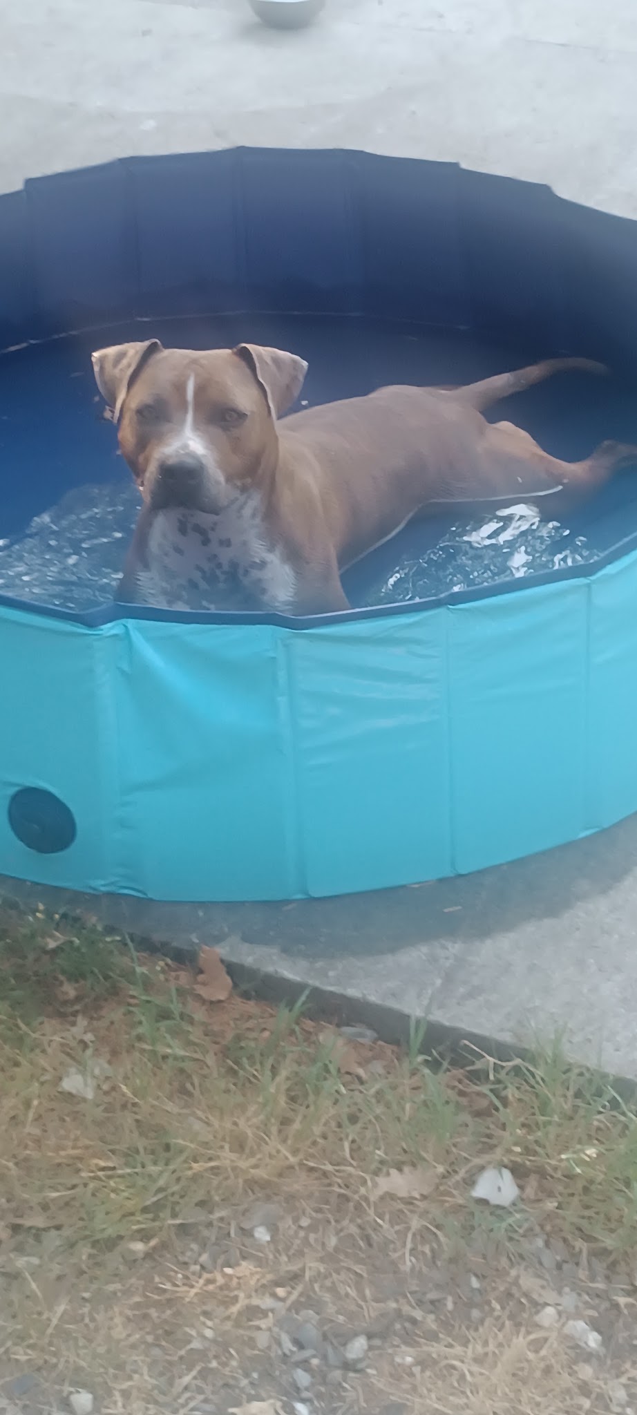 Kazadog31 (éducateur canin /dog sitter /dog walking /pension canine familiale (Haute -Garonne ) — photo
