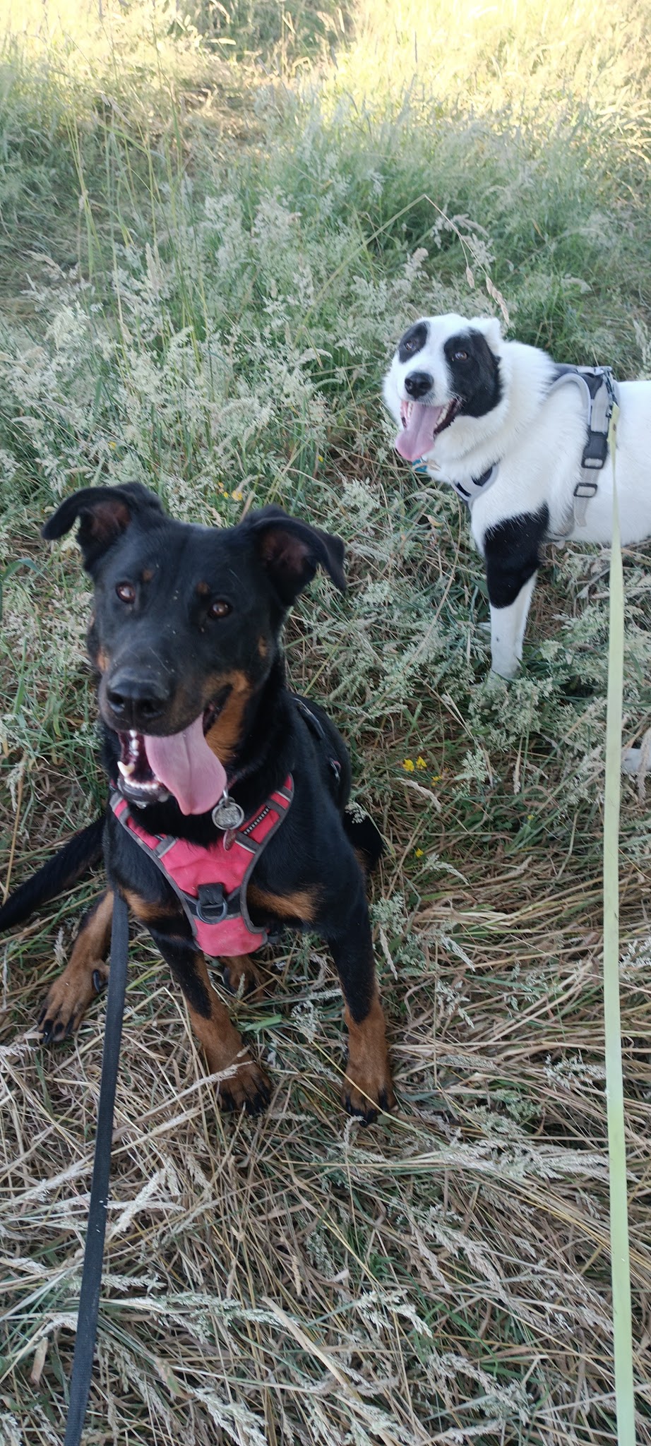 Kazadog31 (éducateur canin /dog sitter /dog walking /pension canine familiale (Haute -Garonne ) — photo