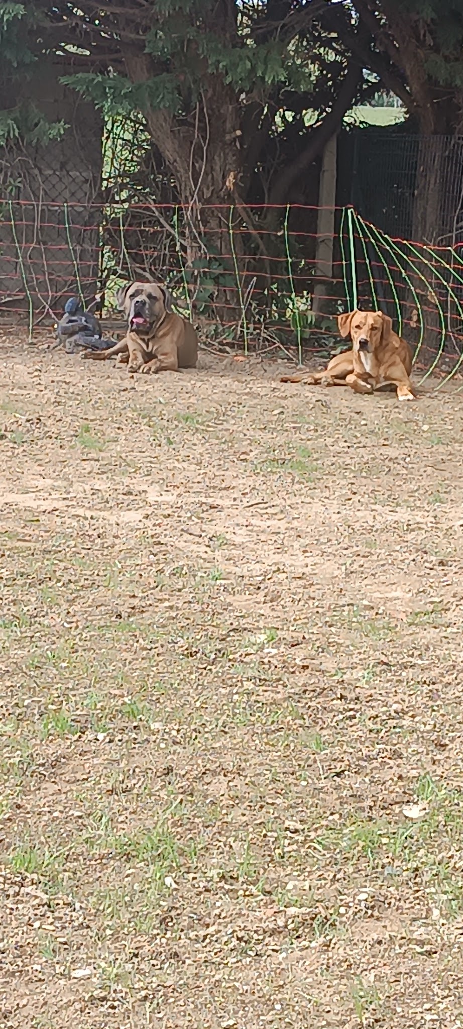 Kazadog31 (éducateur canin /dog sitter /dog walking /pension canine familiale (Haute -Garonne ) — photo