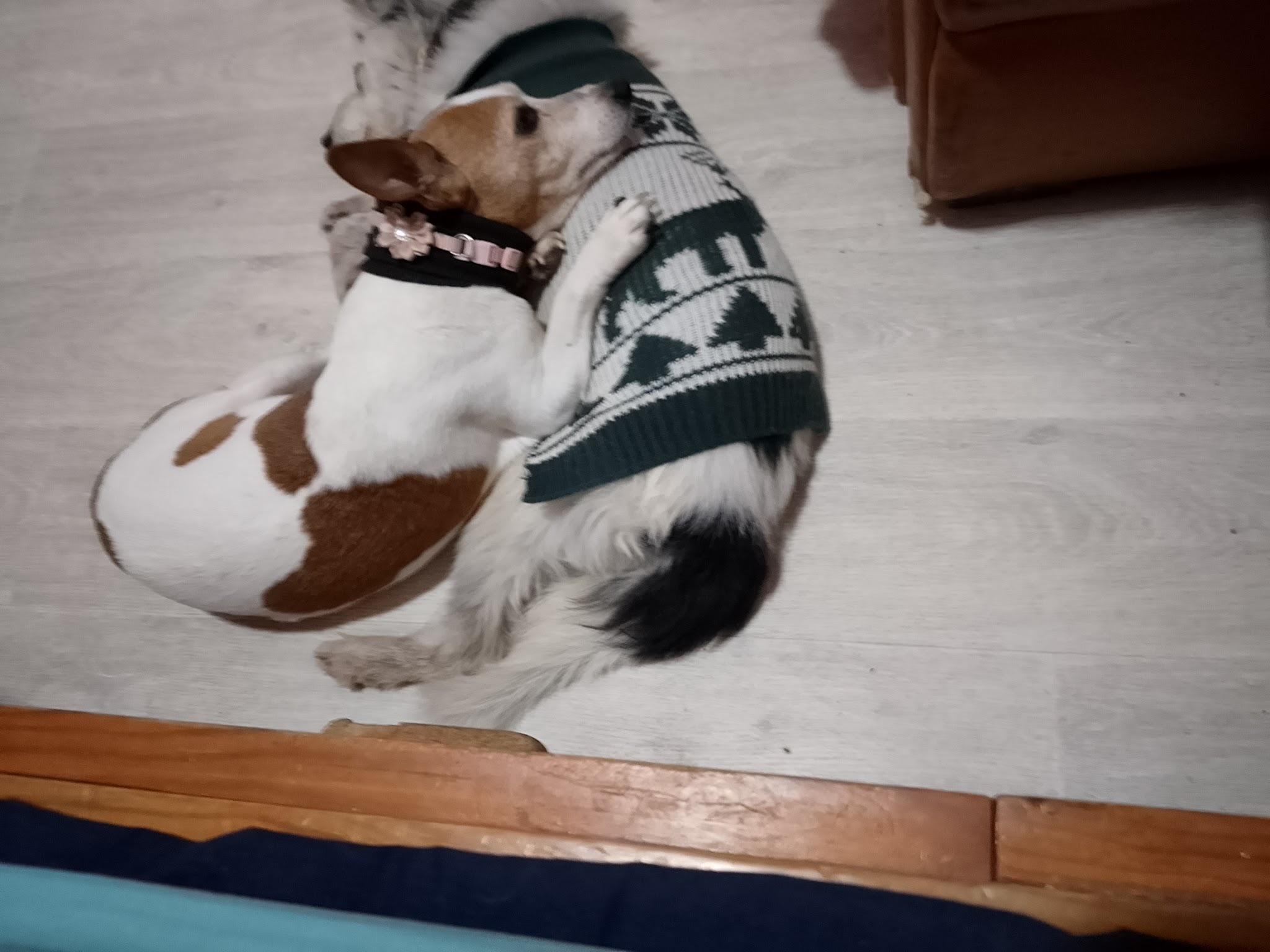 Le paradis des chiens — photo