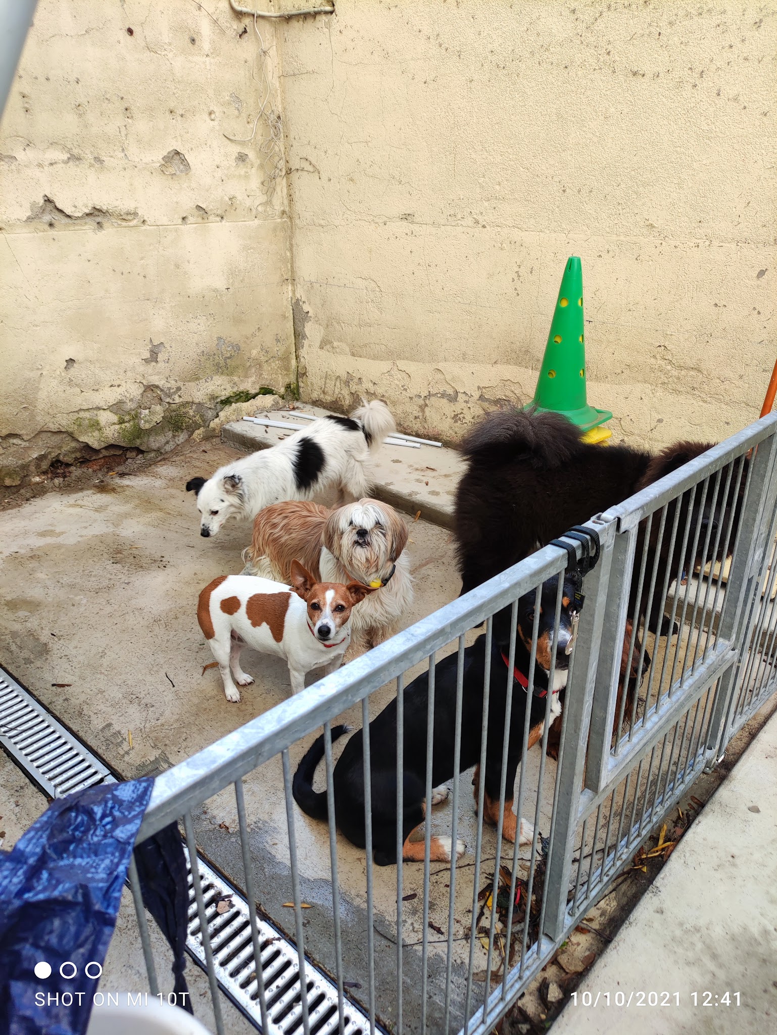 Le paradis des chiens — photo