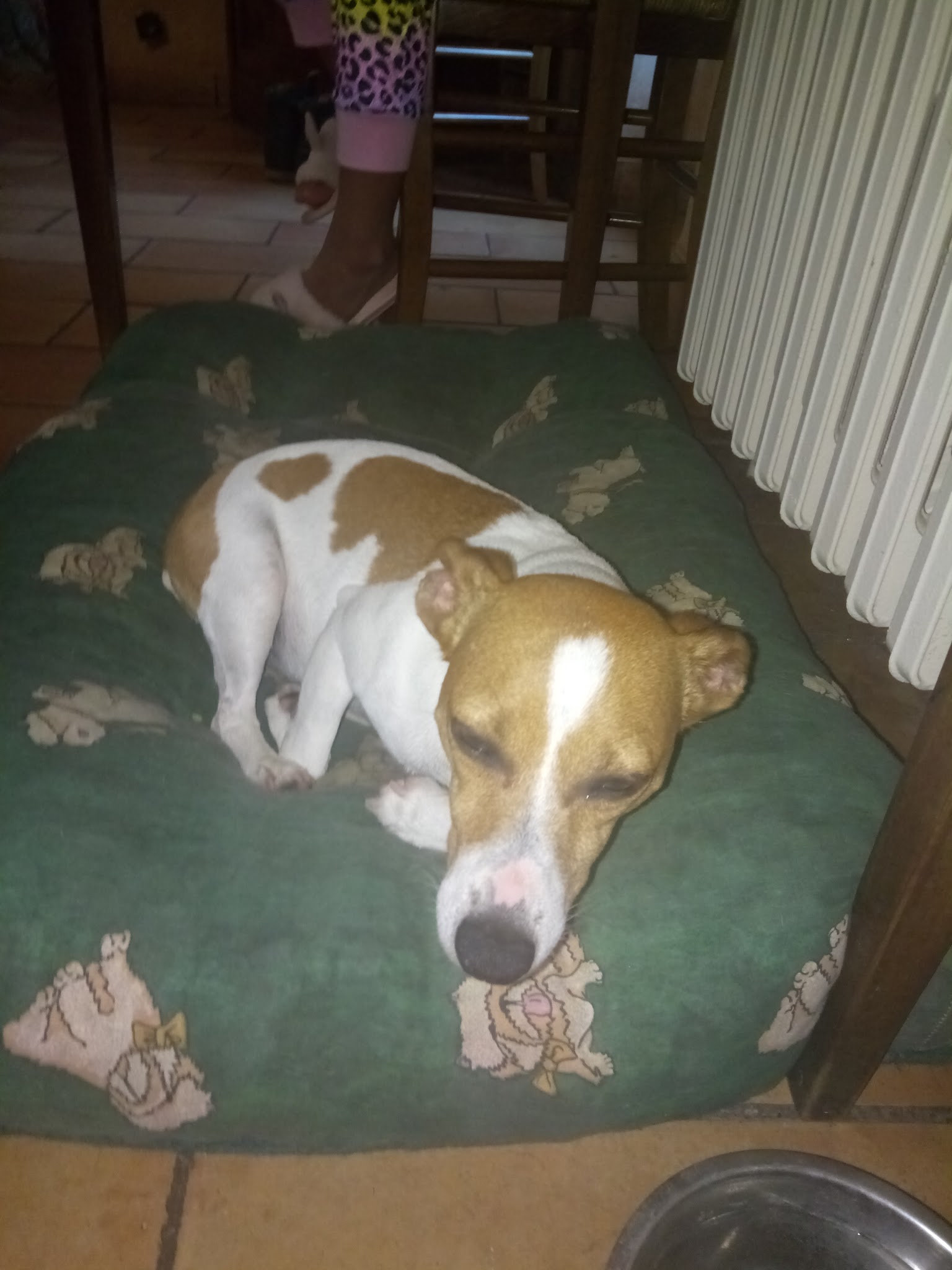 Le paradis des chiens — photo