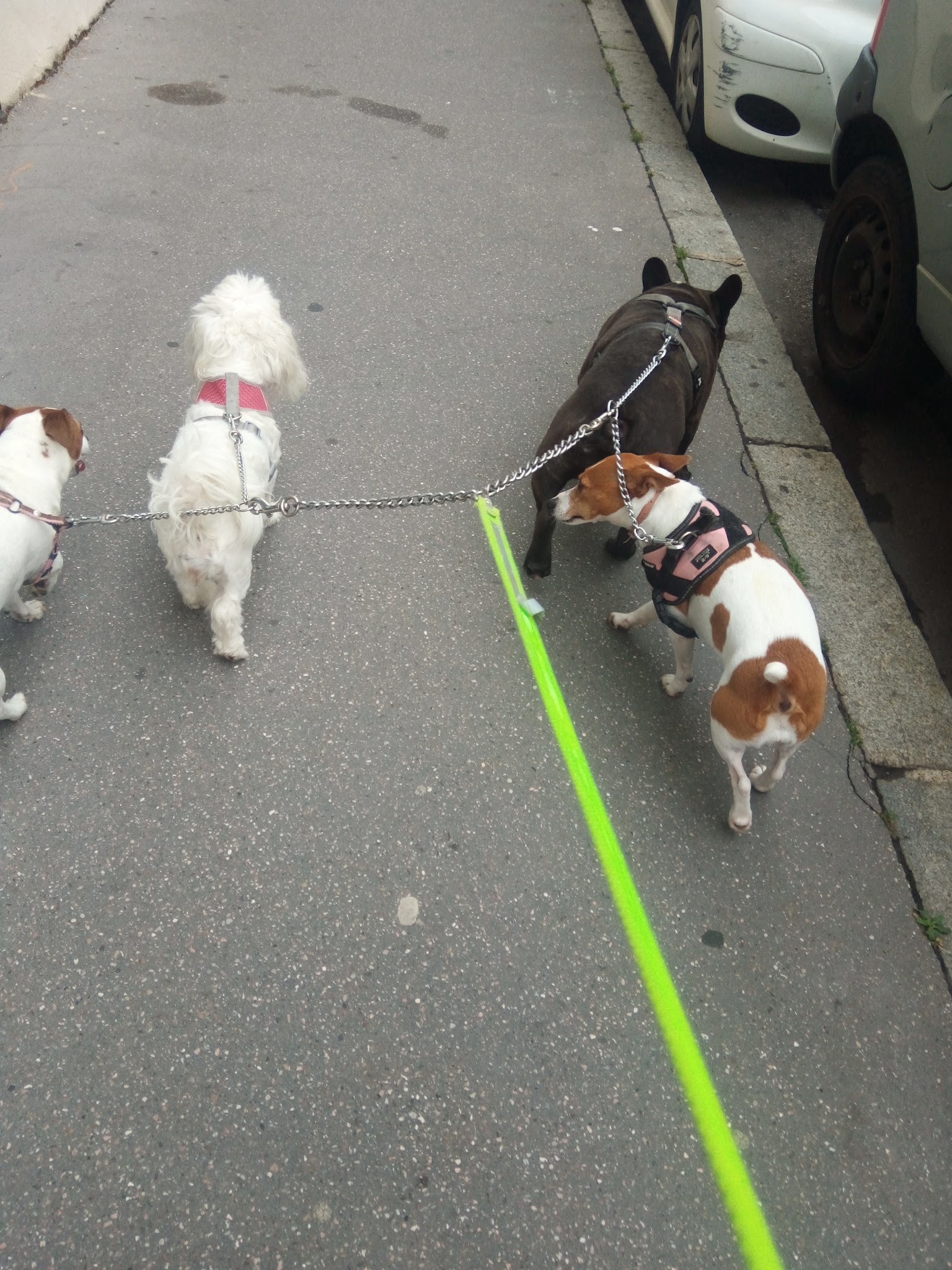 Le paradis des chiens