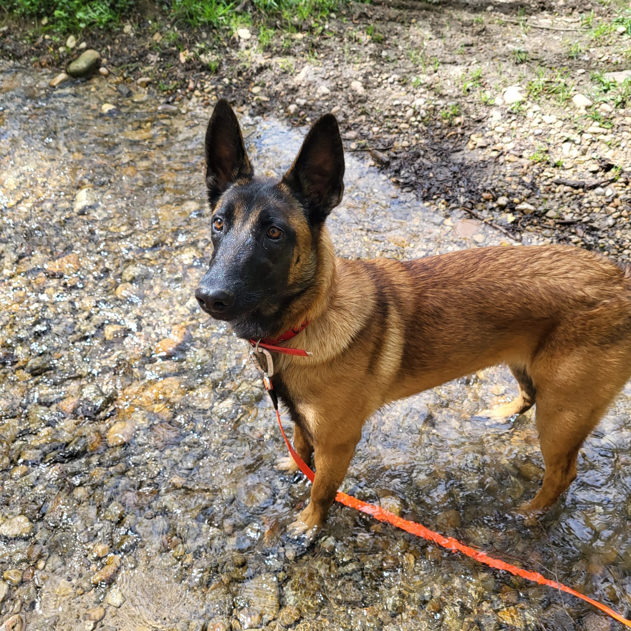 KH Services Animaliers - Éducation canine et Garde d'animaux- Isère et Savoie — photo