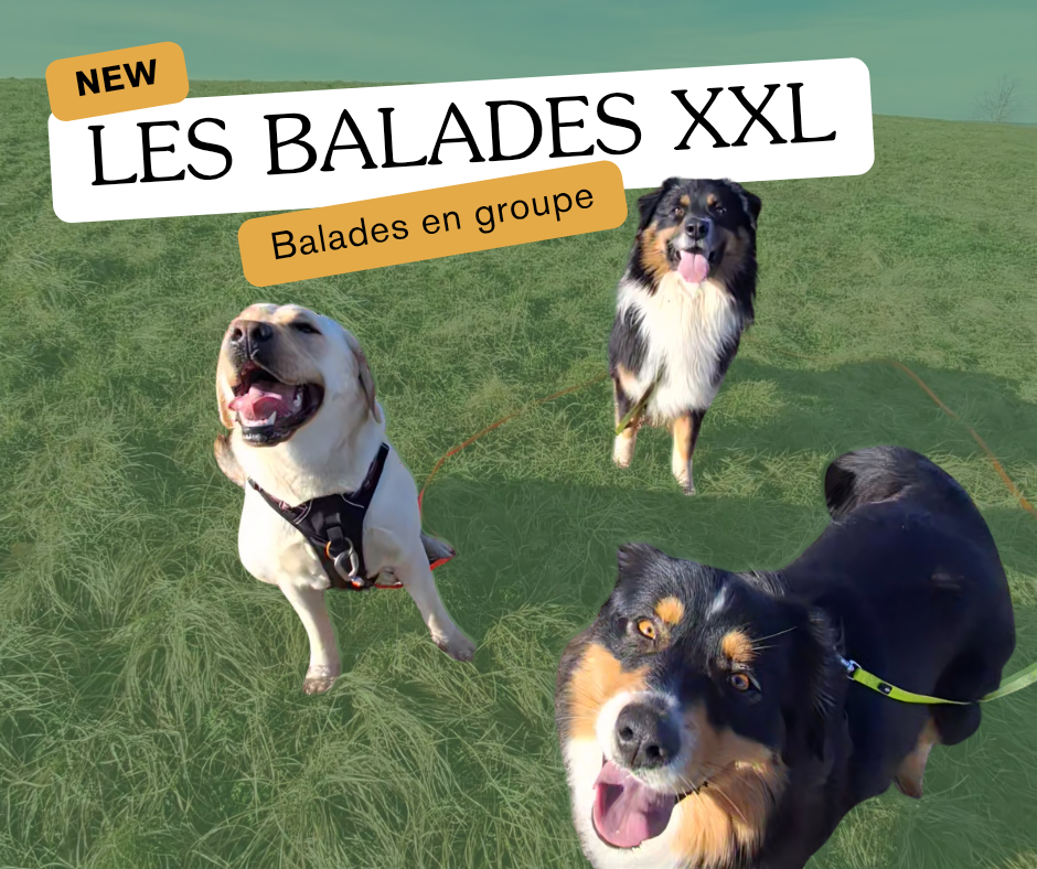 KH Services Animaliers - Éducation canine et Garde d'animaux- Isère et Savoie