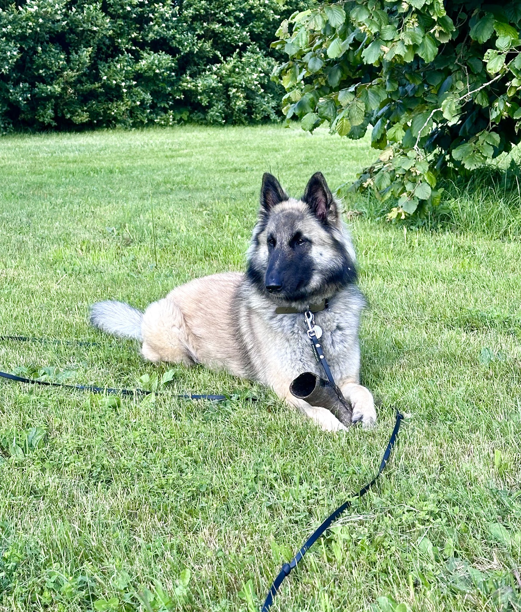 KH Services Animaliers - Éducation canine et Garde d'animaux- Isère et Savoie — photo