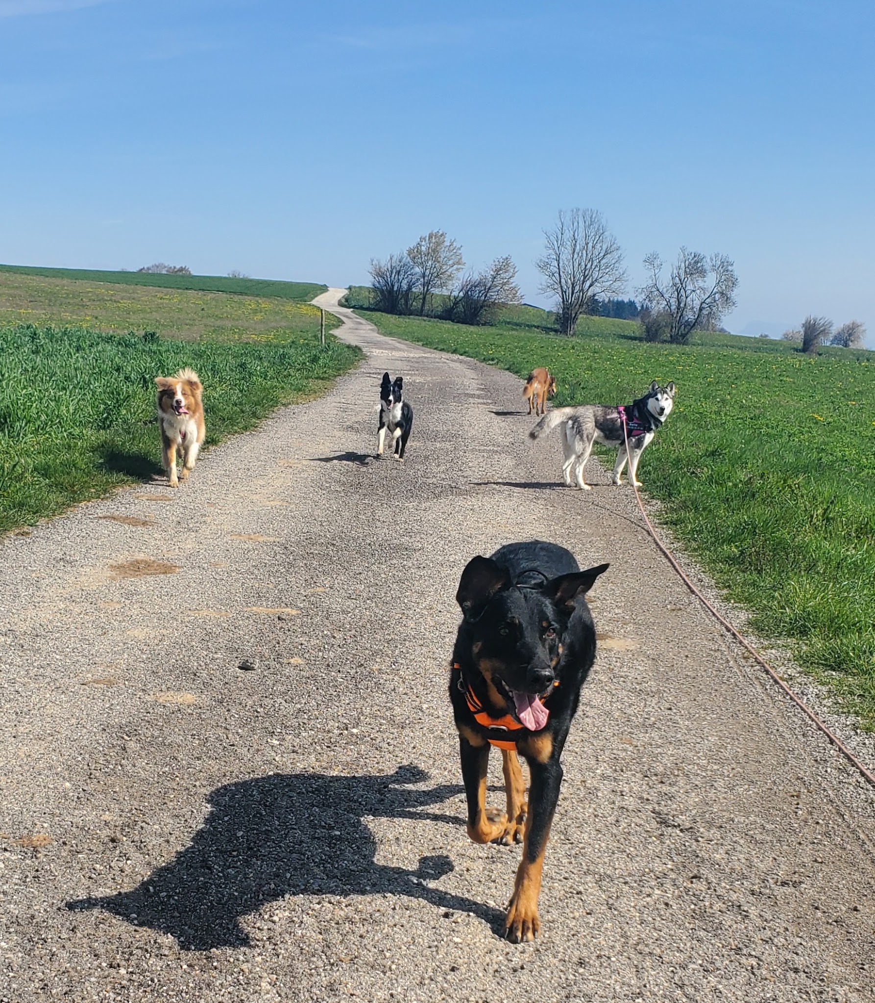 KH Services Animaliers - Éducation canine et Garde d'animaux- Isère et Savoie — photo