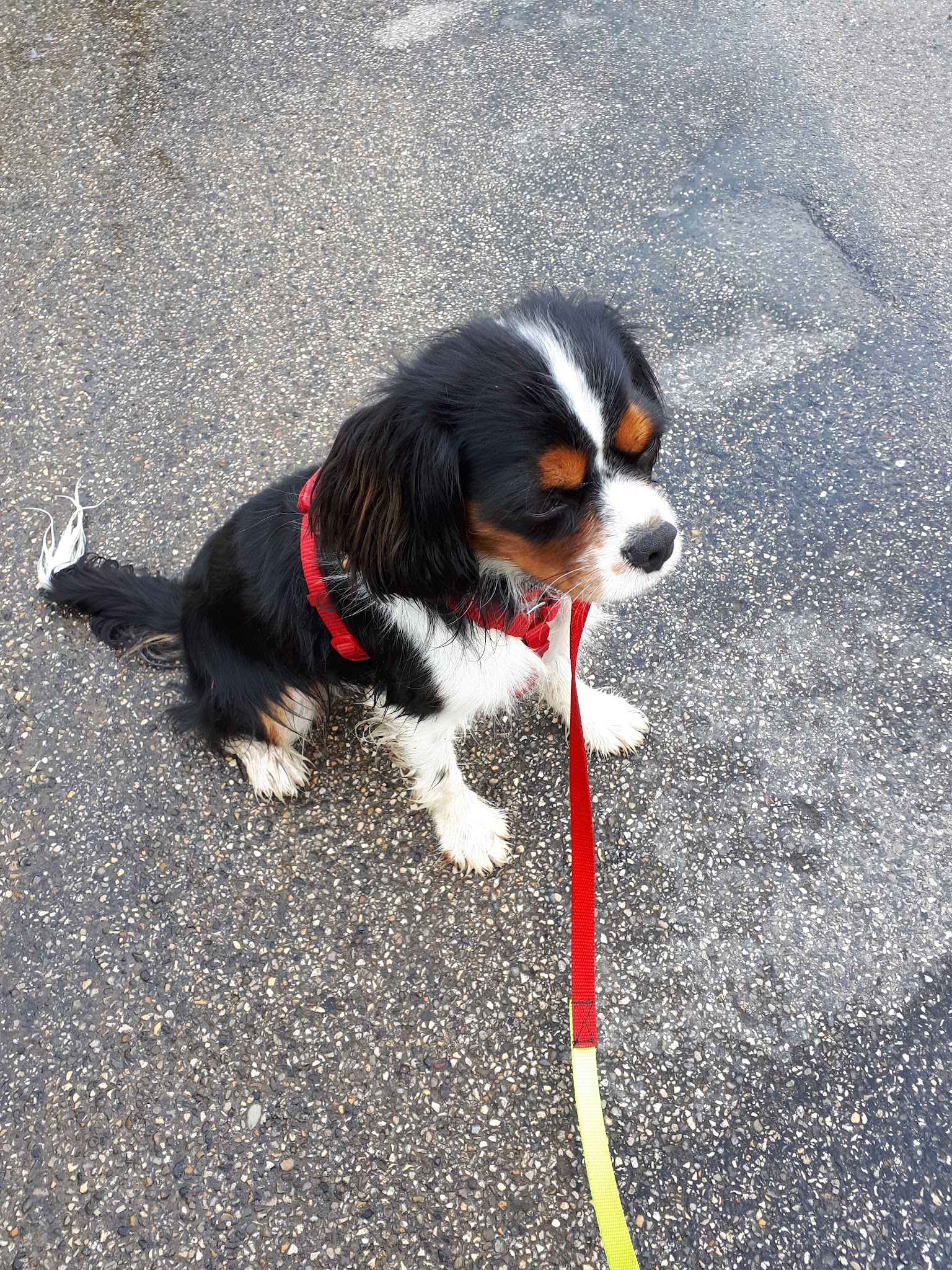 KH Services Animaliers - Éducation canine et Garde d'animaux- Isère et Savoie — photo