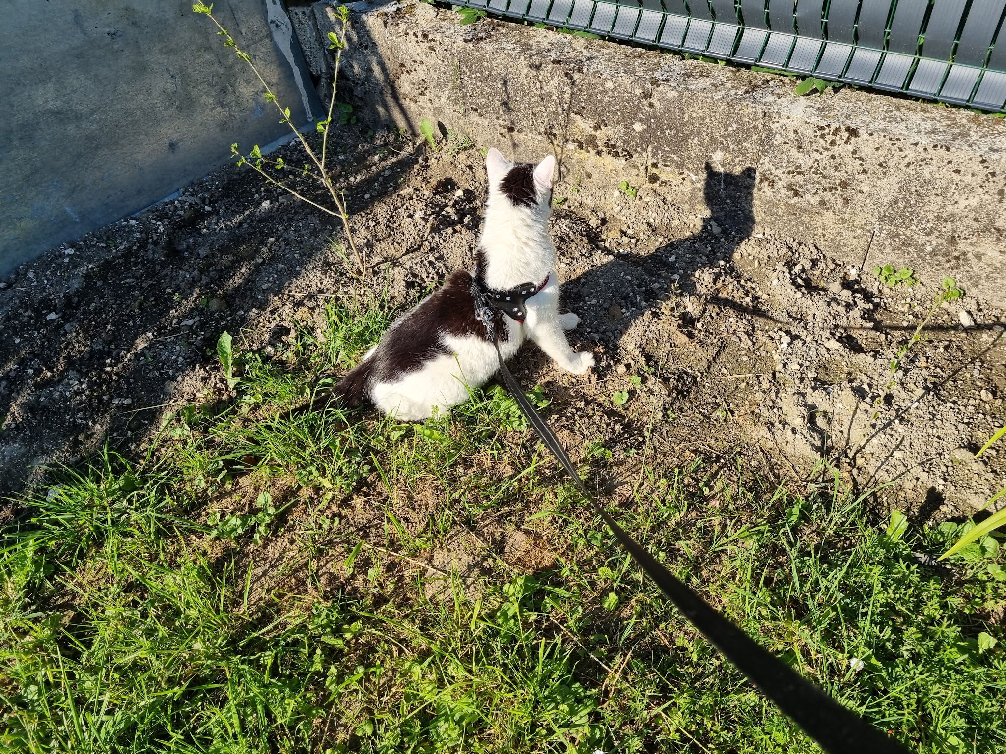 Syl Famille D'Accueil Chats et Chiens — photo