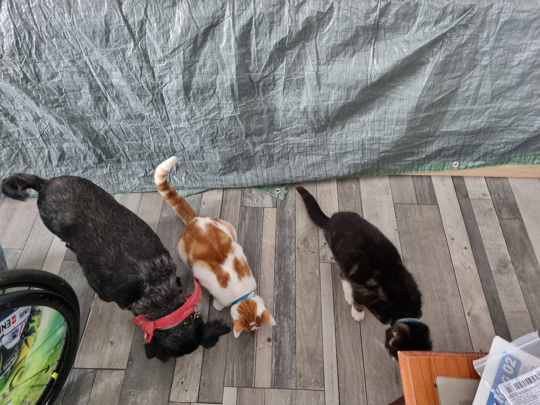 Syl Famille D'Accueil Chats et Chiens — photo