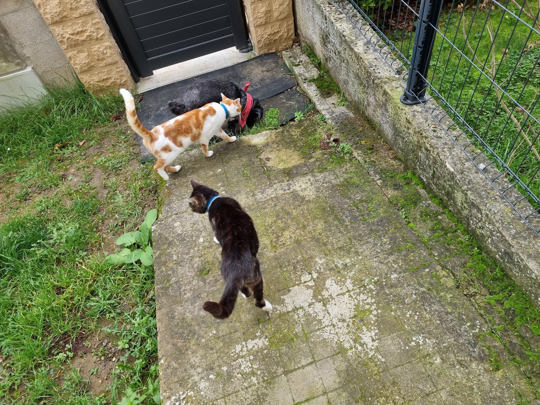 Syl Famille D'Accueil Chats et Chiens — photo