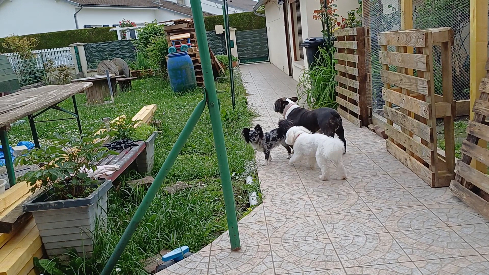 Syl Famille D'Accueil Chats et Chiens — photo