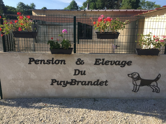 Pension Canine du Puy Brandet