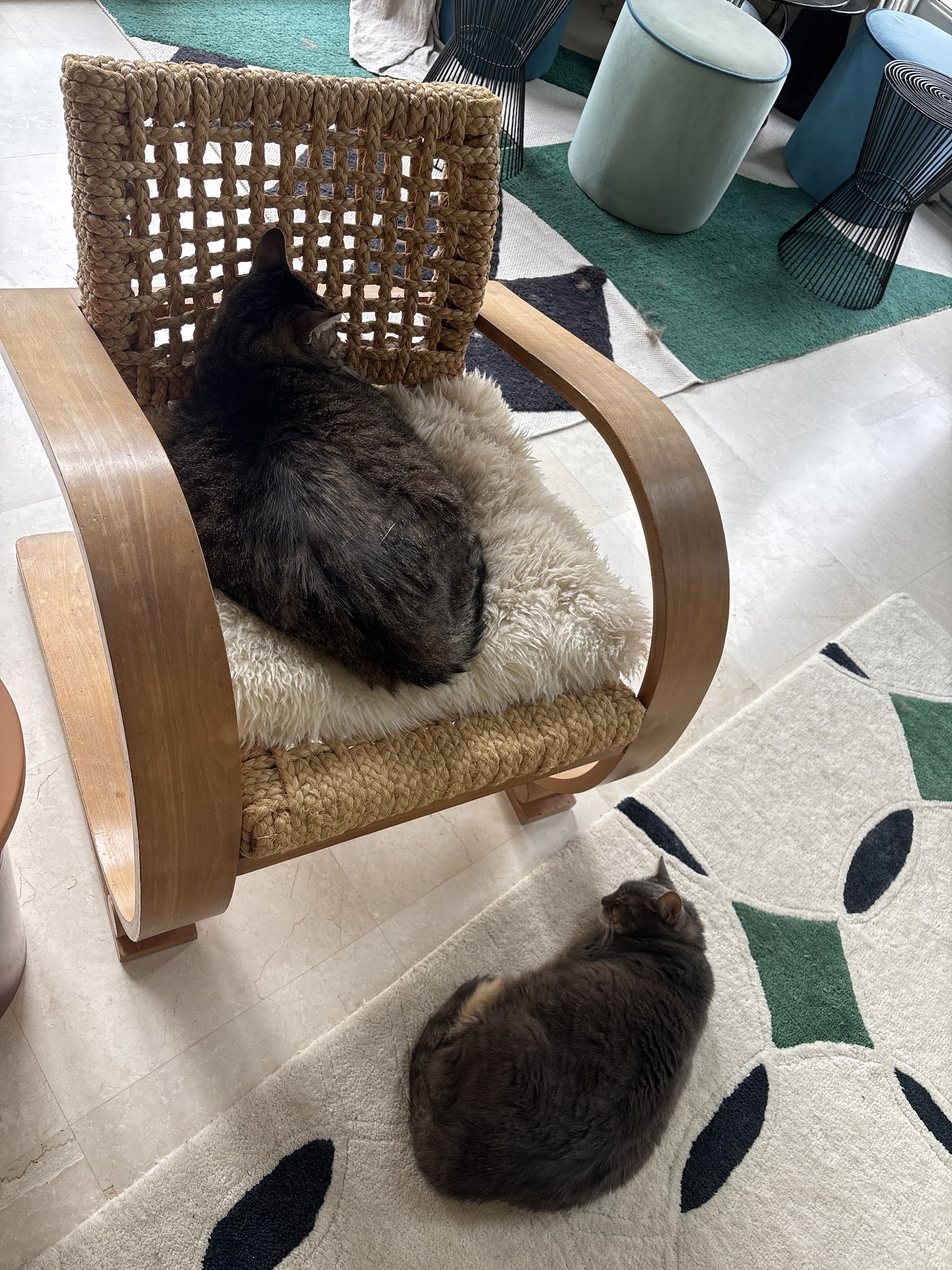 Mélodie Pet Sitting — photo