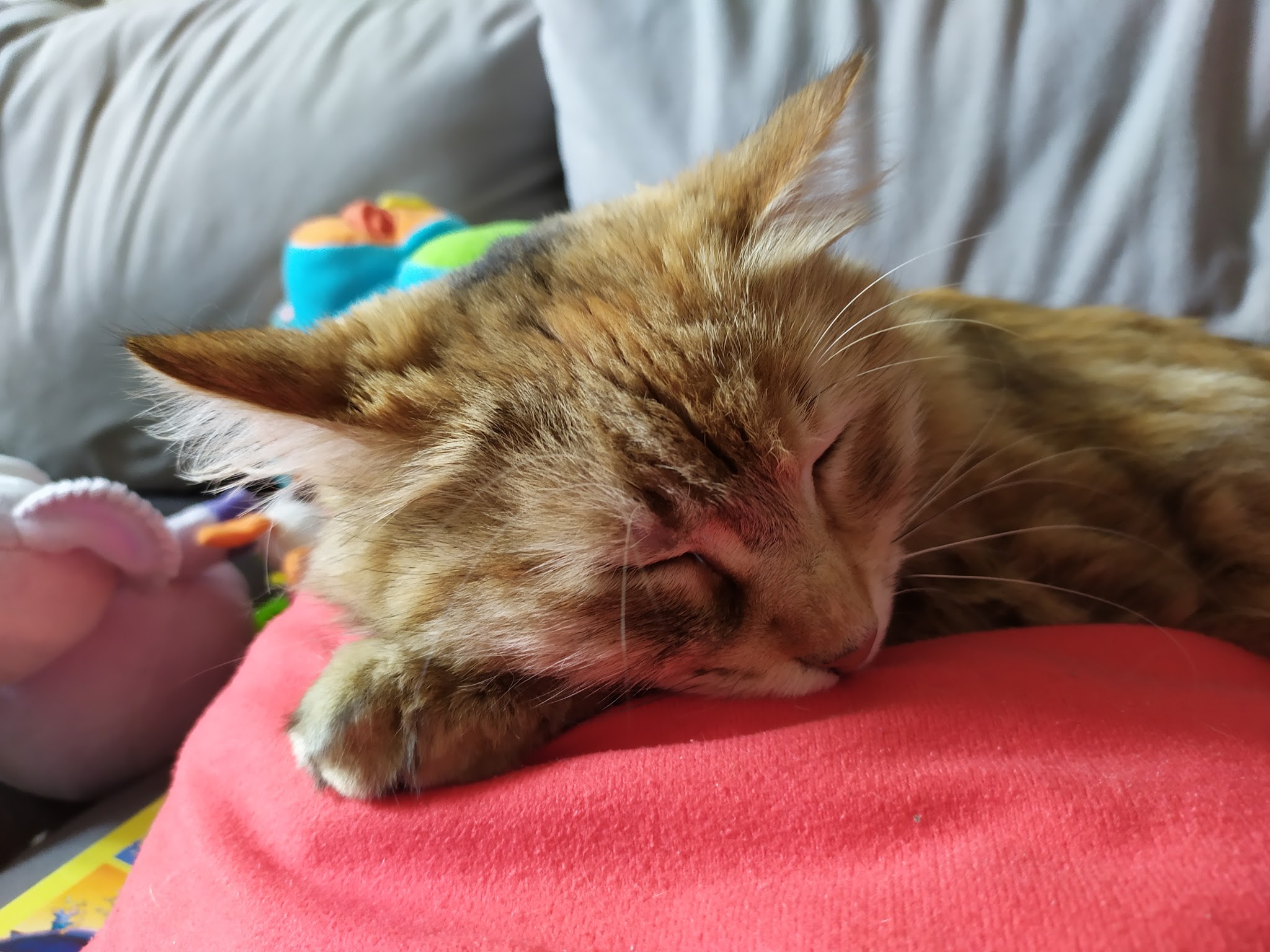 Mélodie Pet Sitting — photo