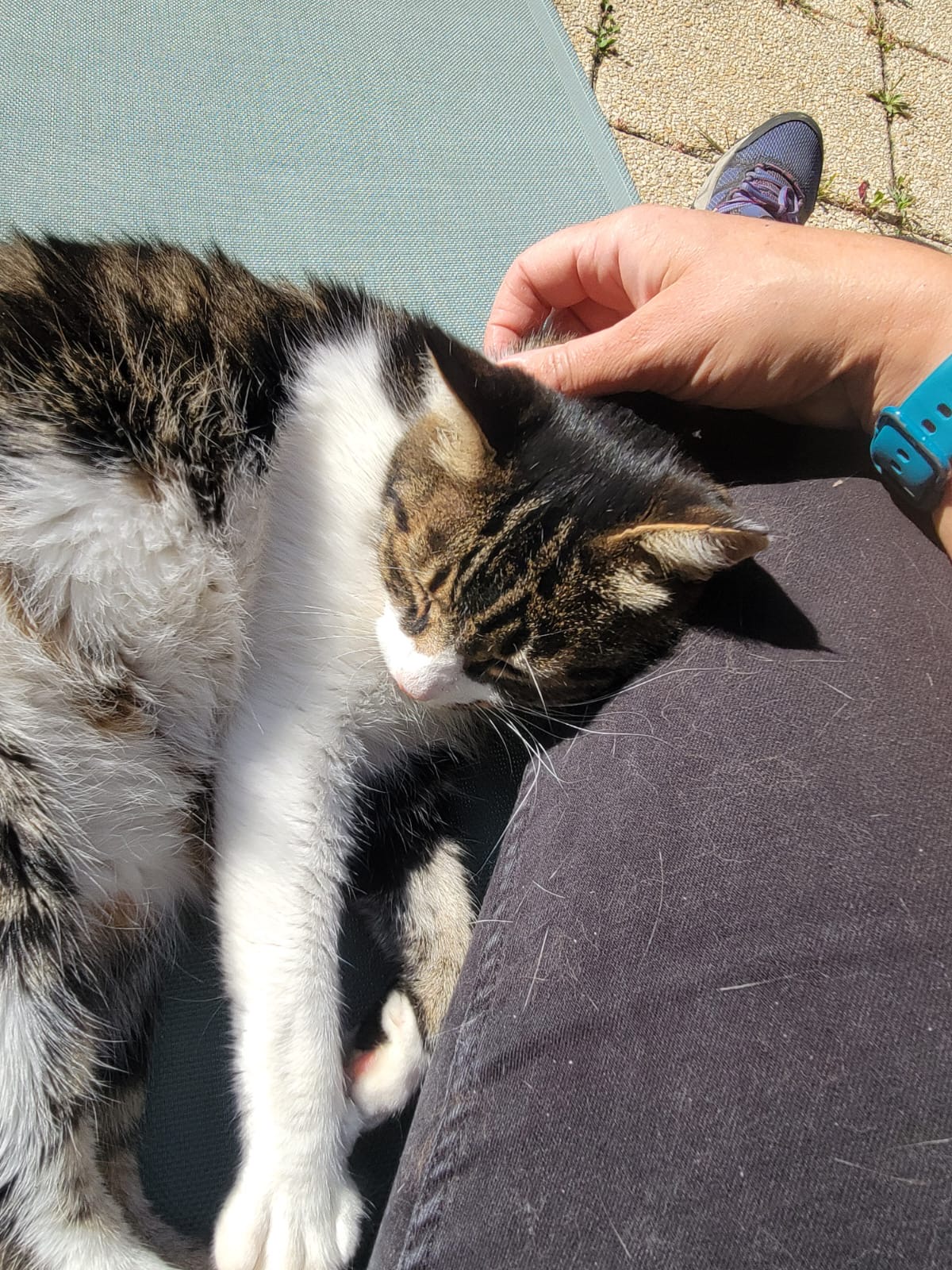 Mélodie Pet Sitting — photo