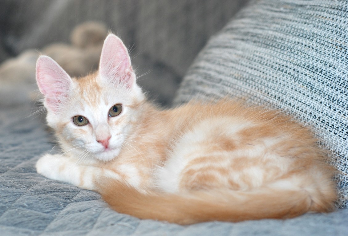 Mélodie Pet Sitting — photo