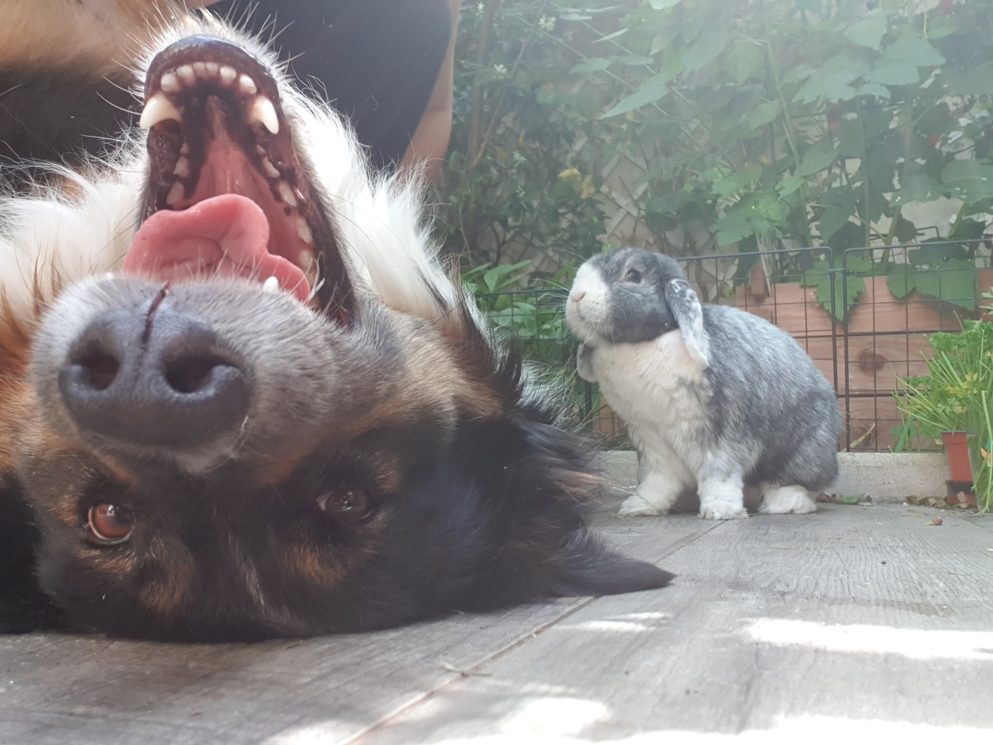 Mélodie Pet Sitting