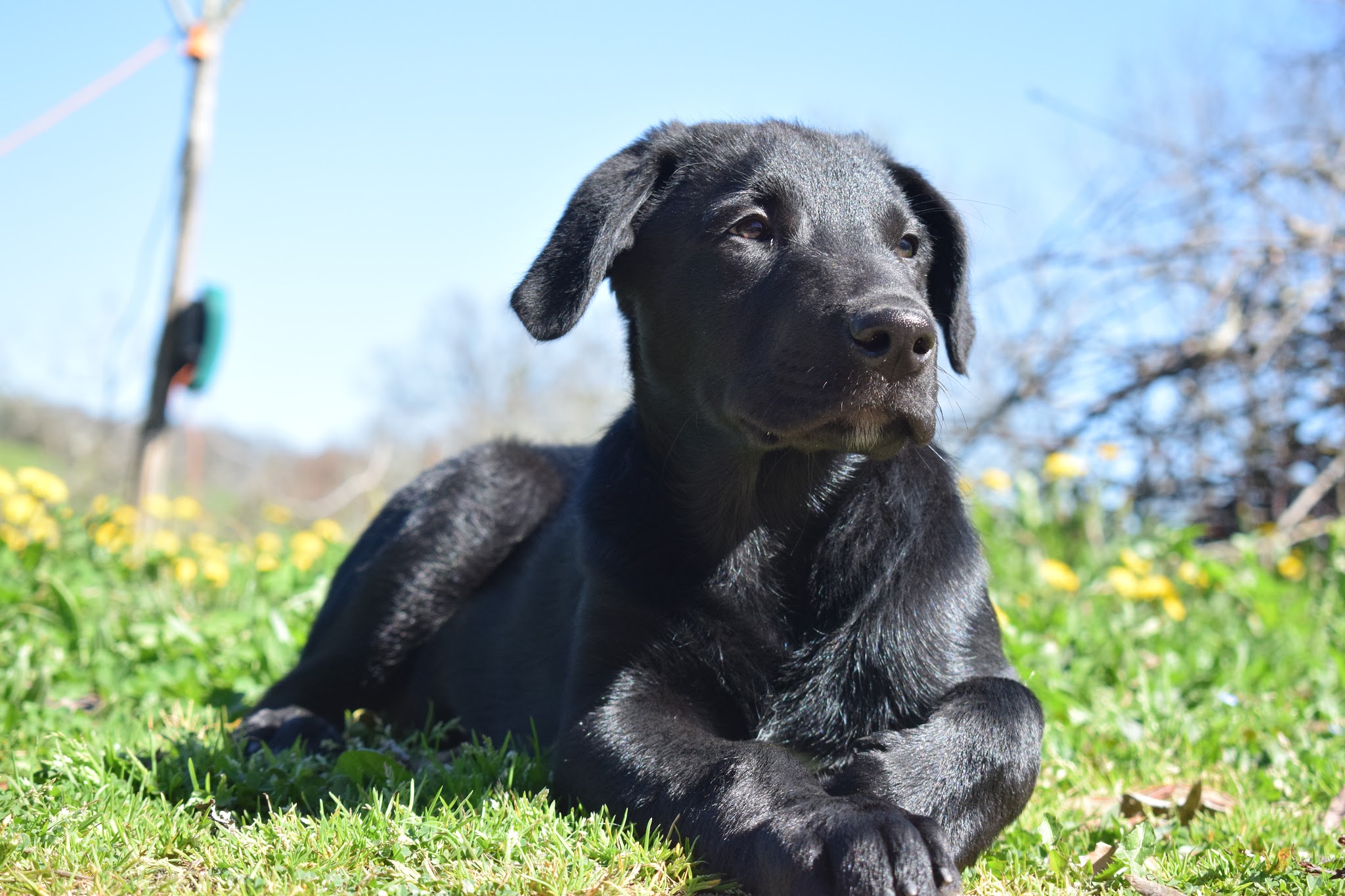 Éduque&Flaire - Éducateur canin, pension Corrèze/Lot — photo
