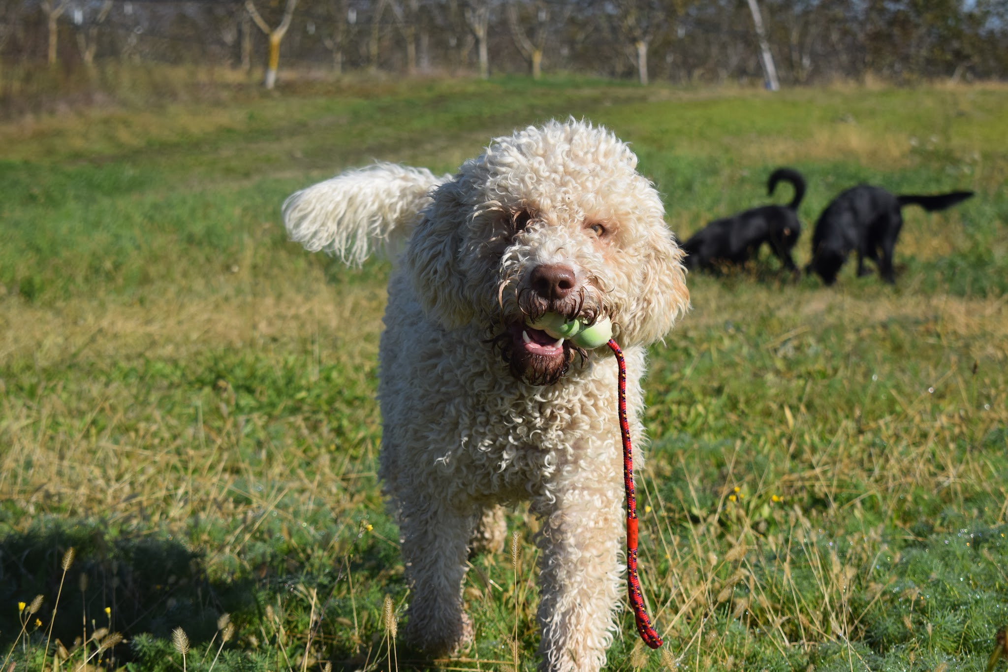 Éduque&Flaire - Éducateur canin, pension Corrèze/Lot — photo