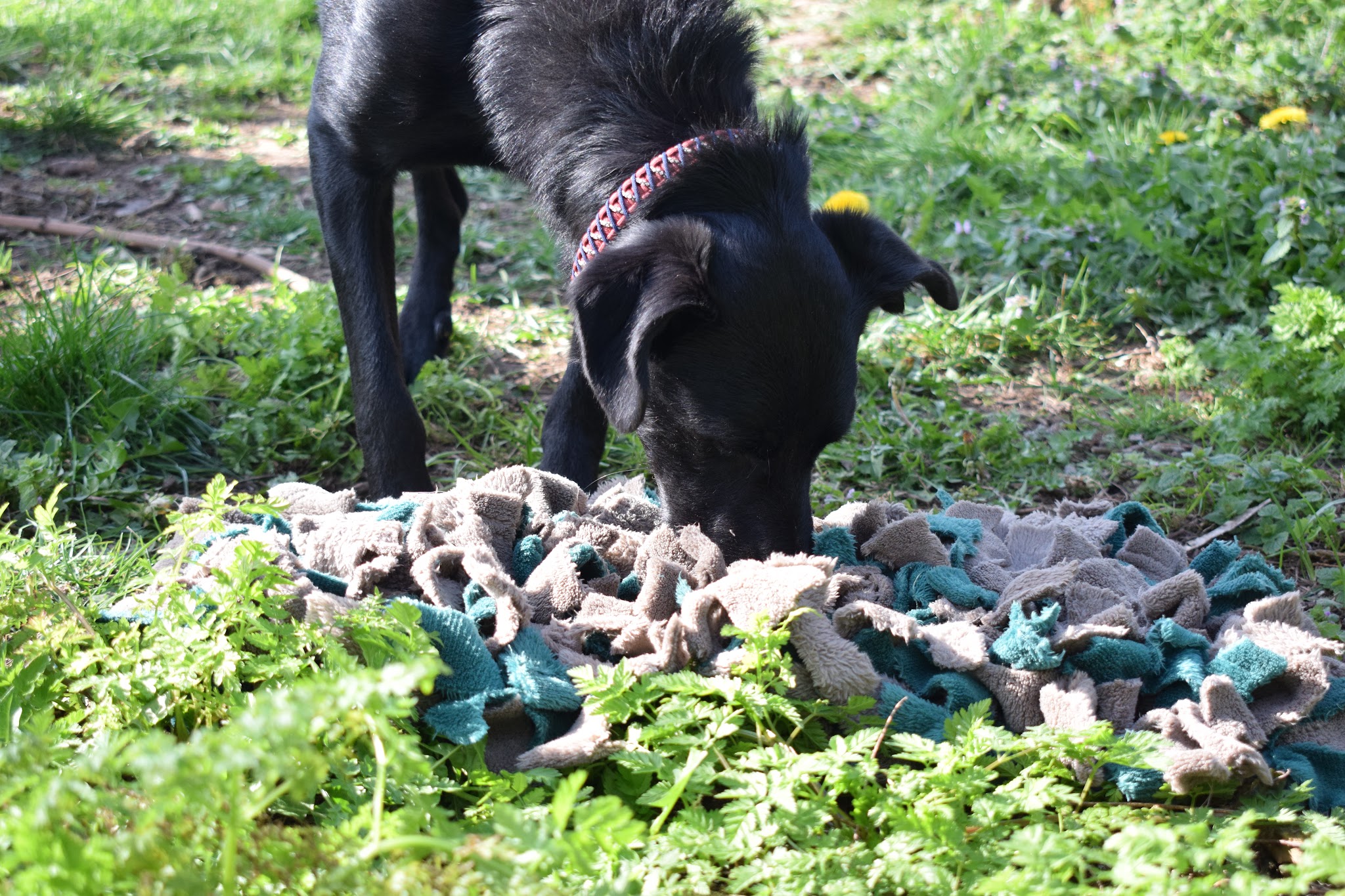 Éduque&Flaire - Éducateur canin, pension Corrèze/Lot — photo