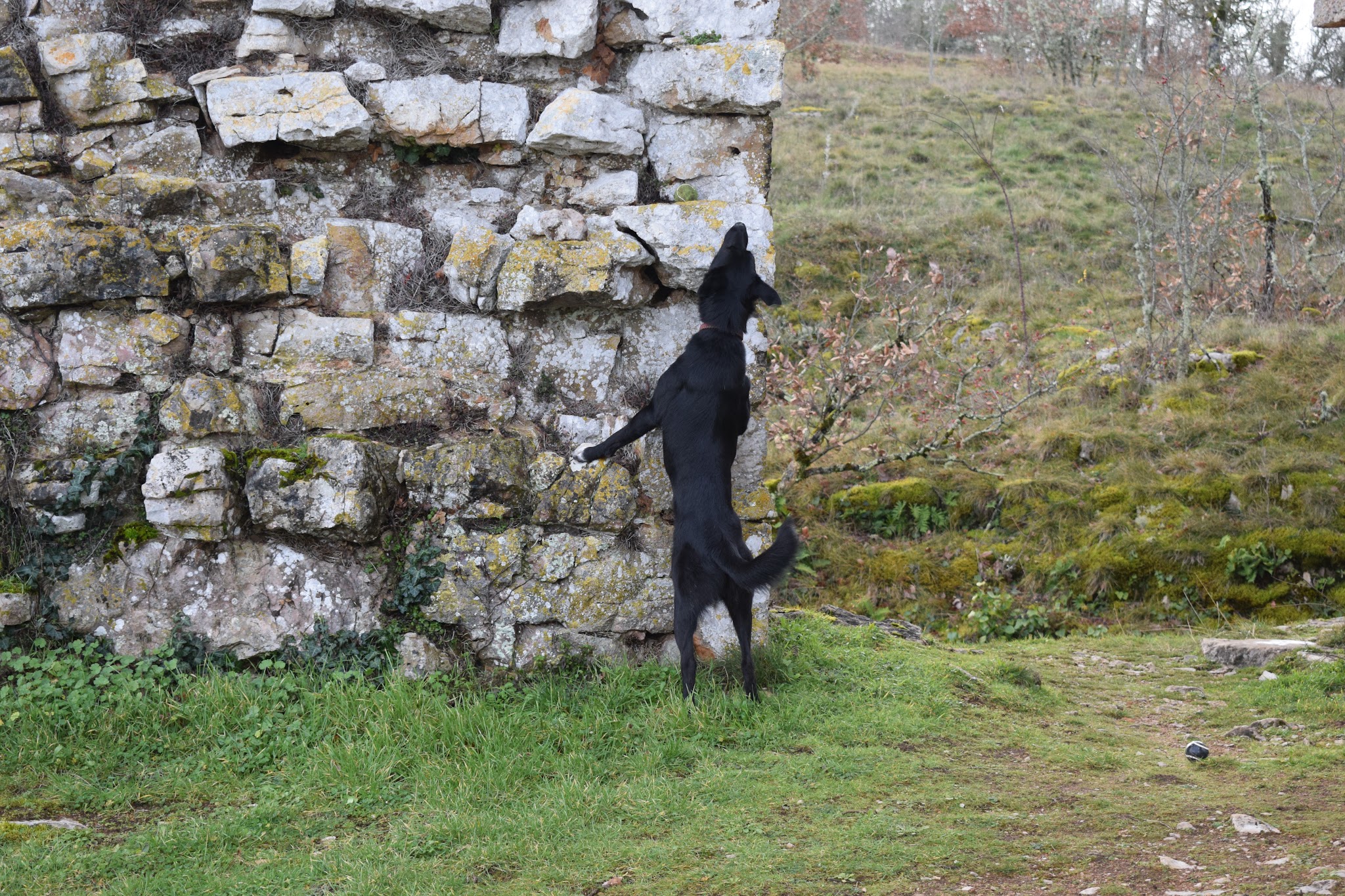 Éduque&Flaire - Éducateur canin, pension Corrèze/Lot — photo