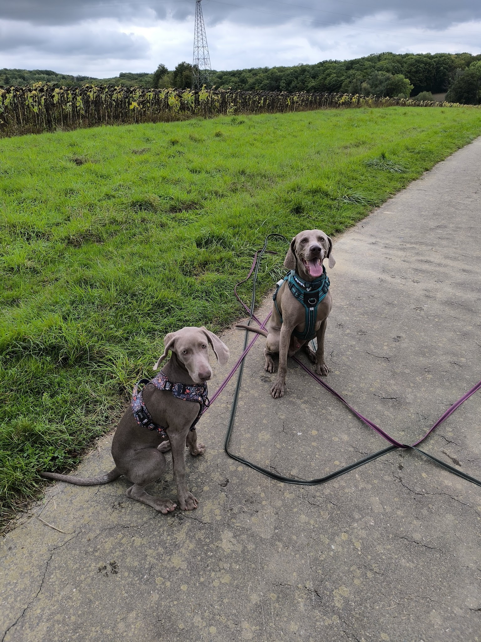 Ani'Coach - Educateur & Comportementaliste Canin & Félin — photo