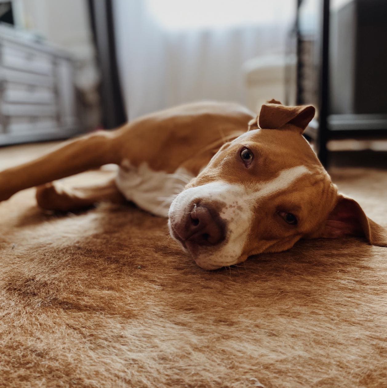 Ani'Coach - Educateur & Comportementaliste Canin & Félin — photo