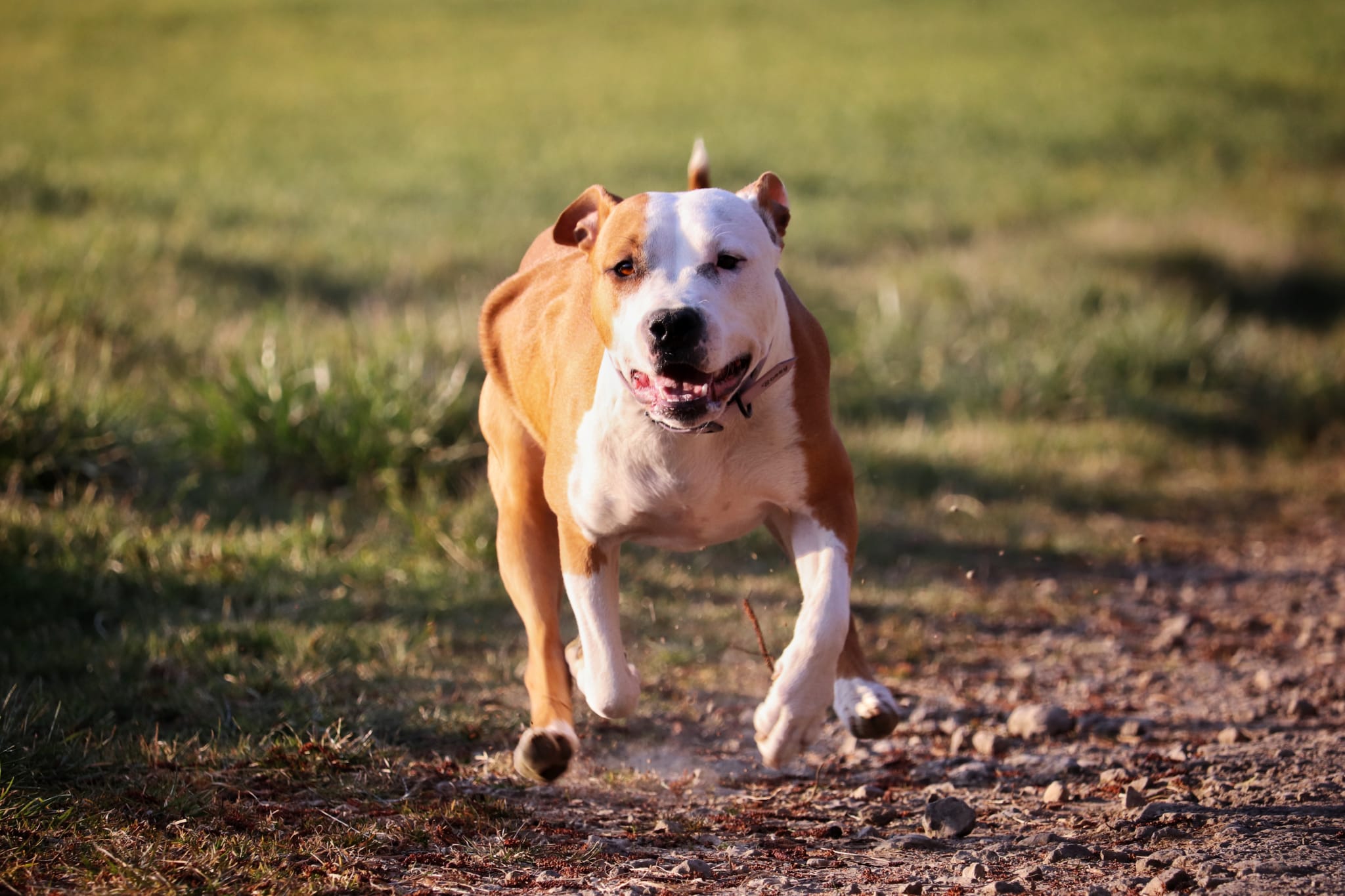 Ani'Coach - Educateur & Comportementaliste Canin & Félin — photo