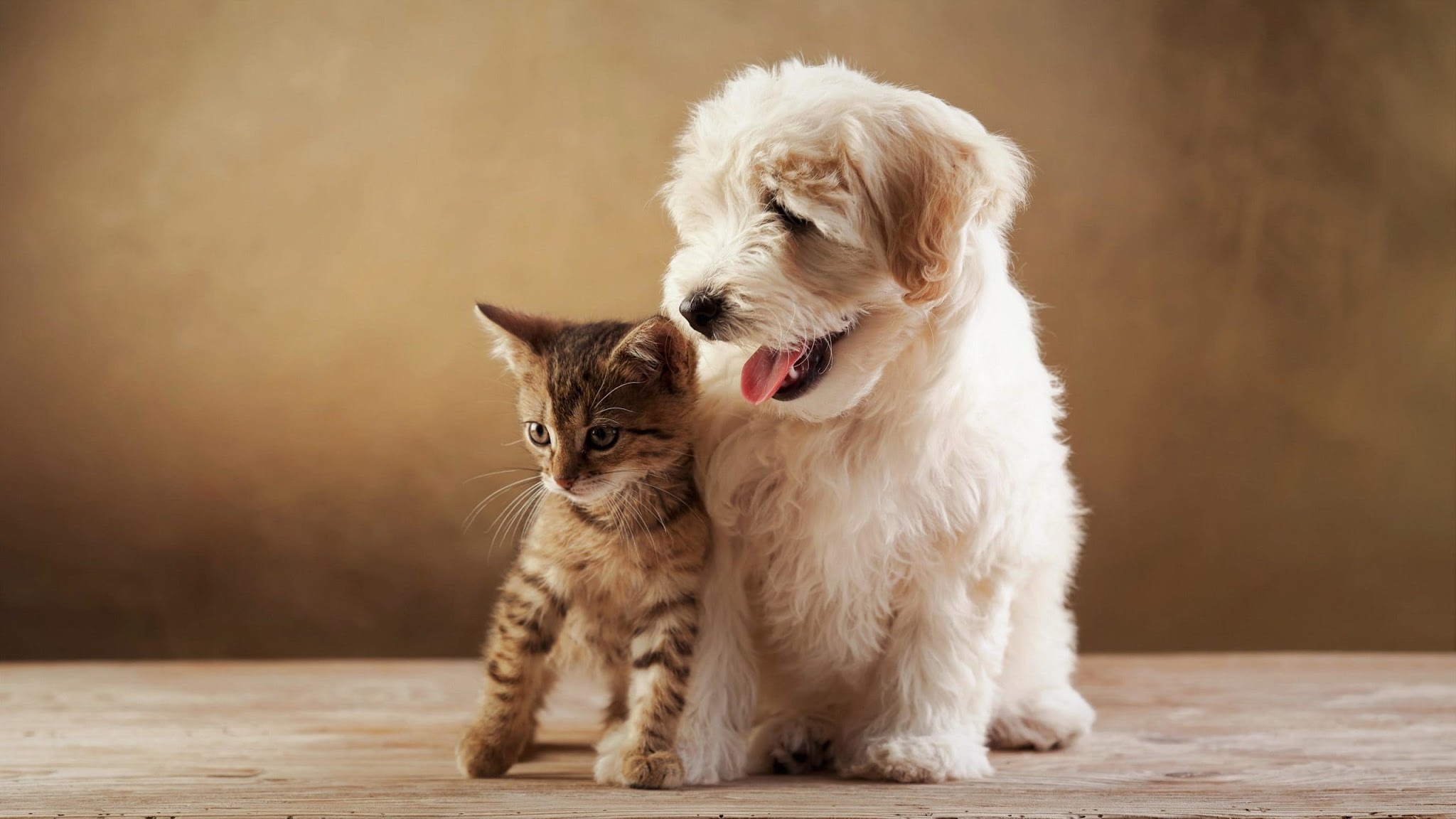 Chat Va Chien — photo