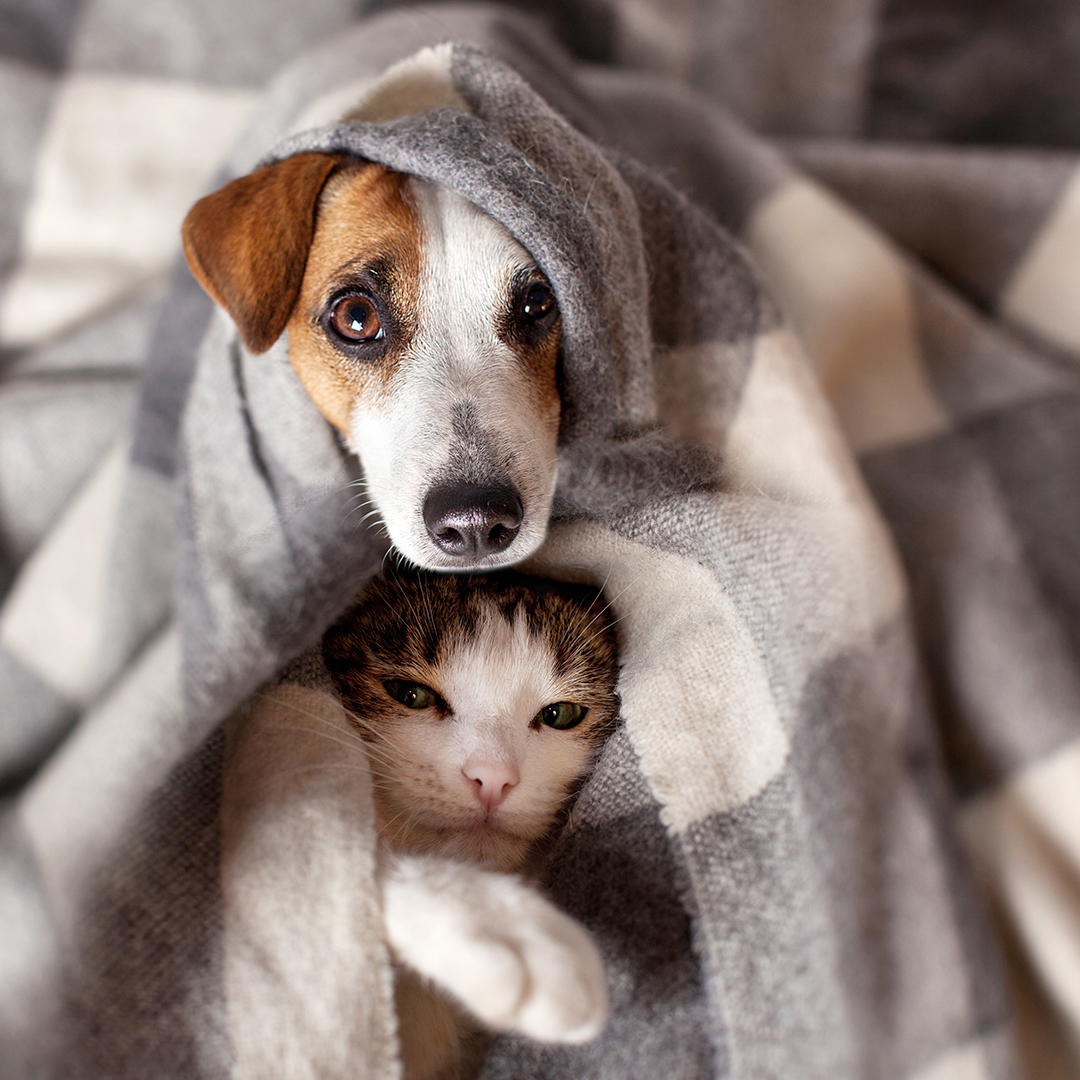 Chat Va Chien — photo