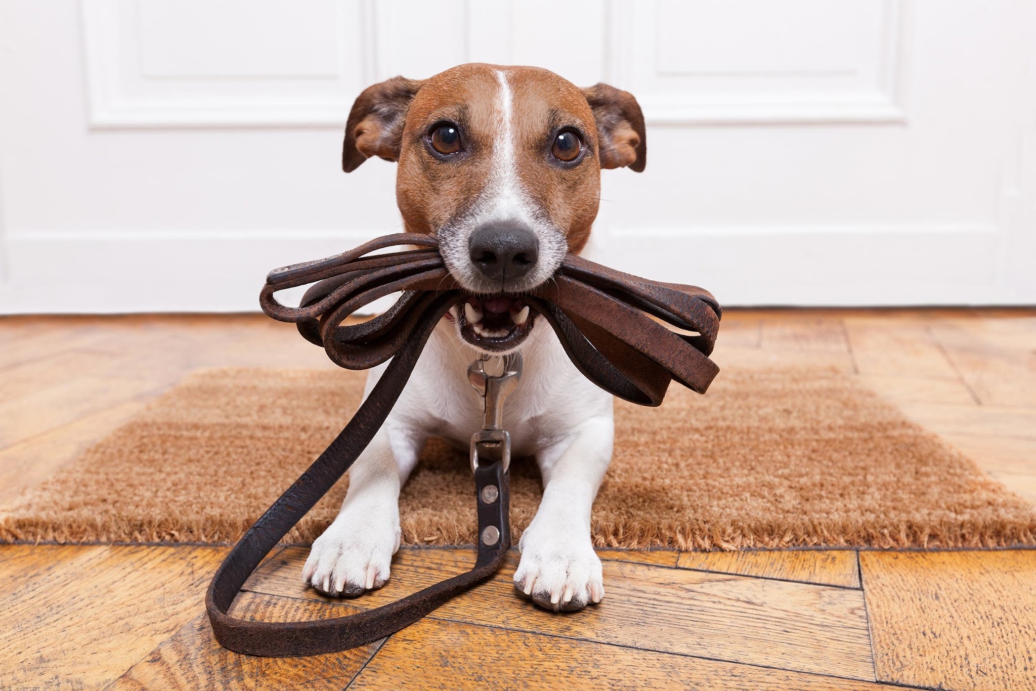 Chat Va Chien — photo