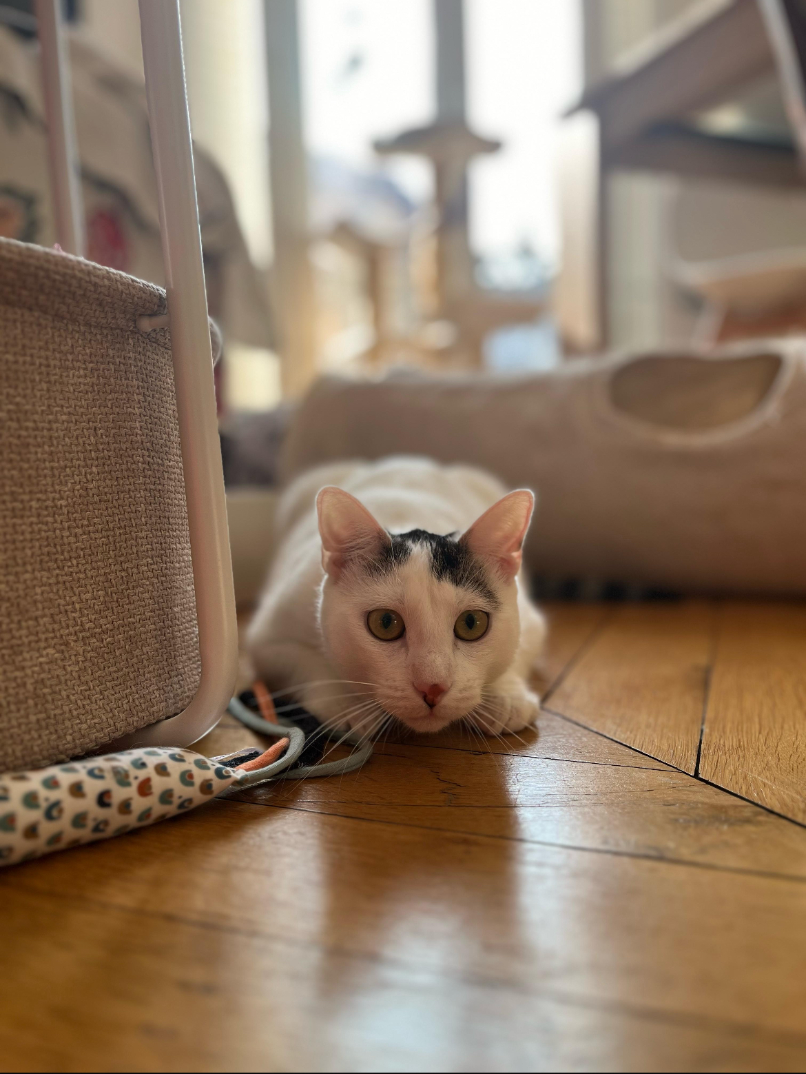 Chat Va Chien — photo
