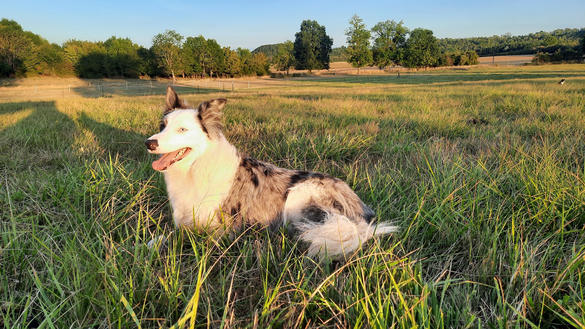 Arden'O'Poil Pet-Sitting