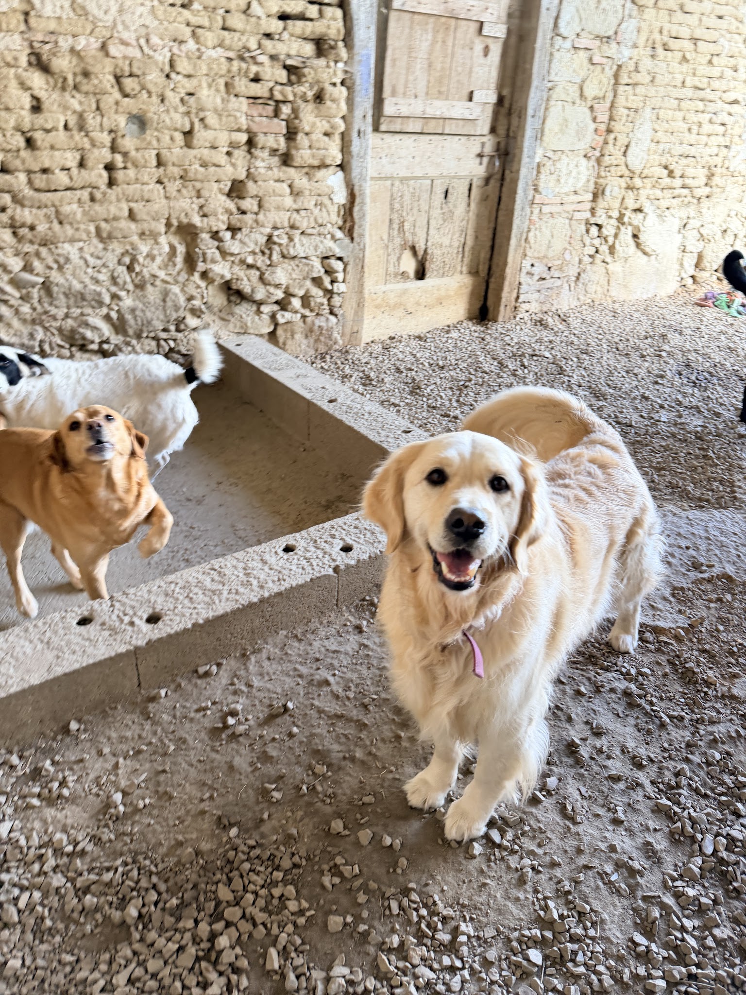 Toutou's farm — photo