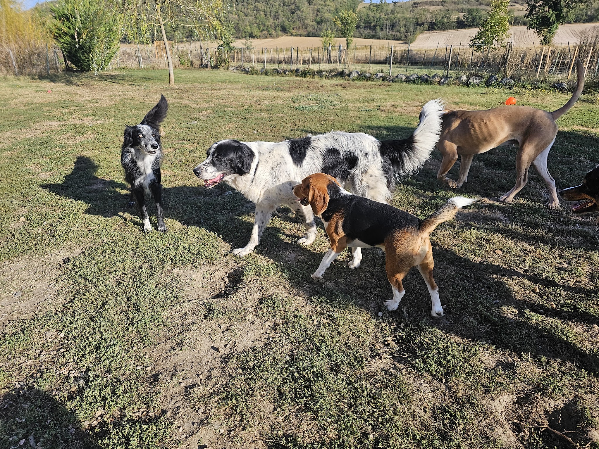Toutou's farm — photo