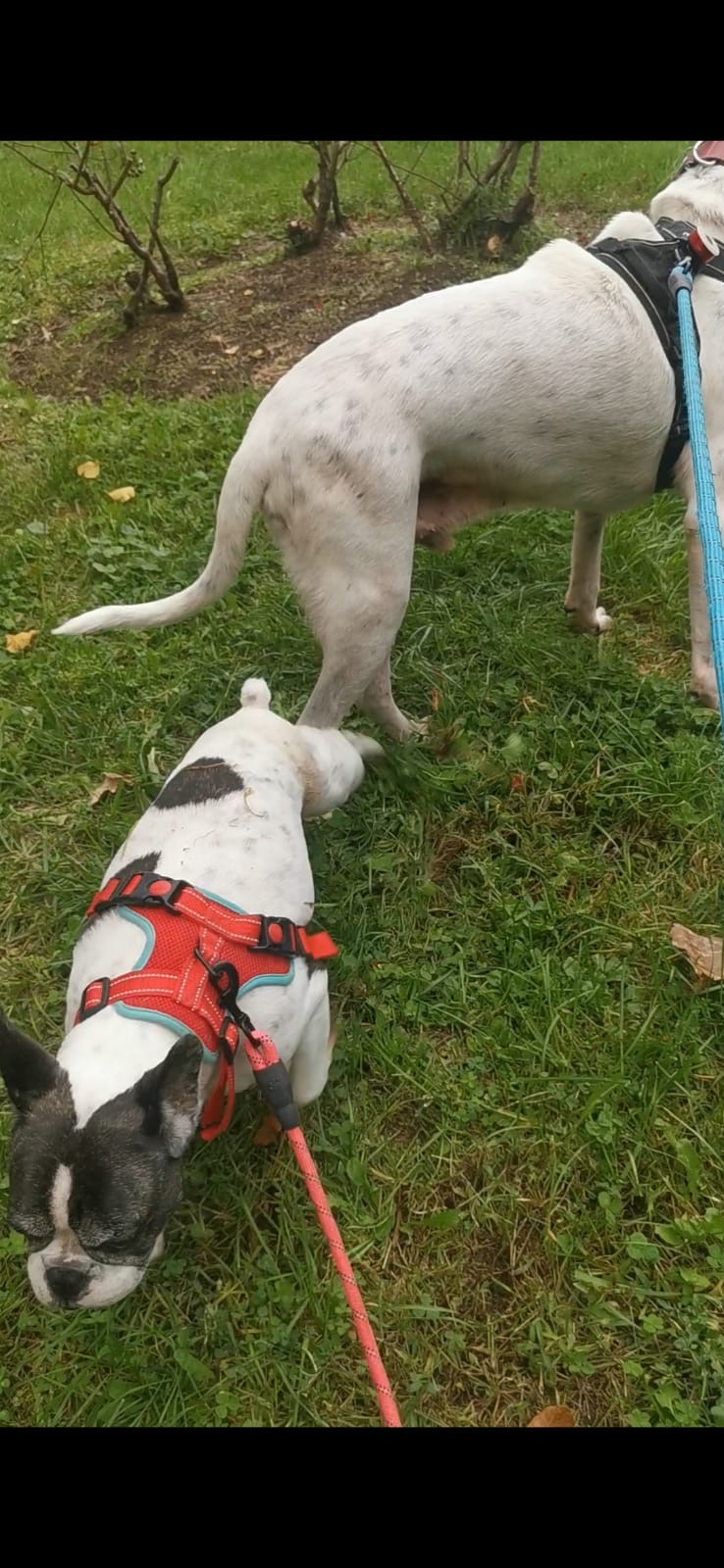 Le monde des chiens et des nacs — photo