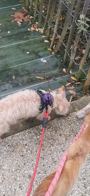 Le monde des chiens et des nacs