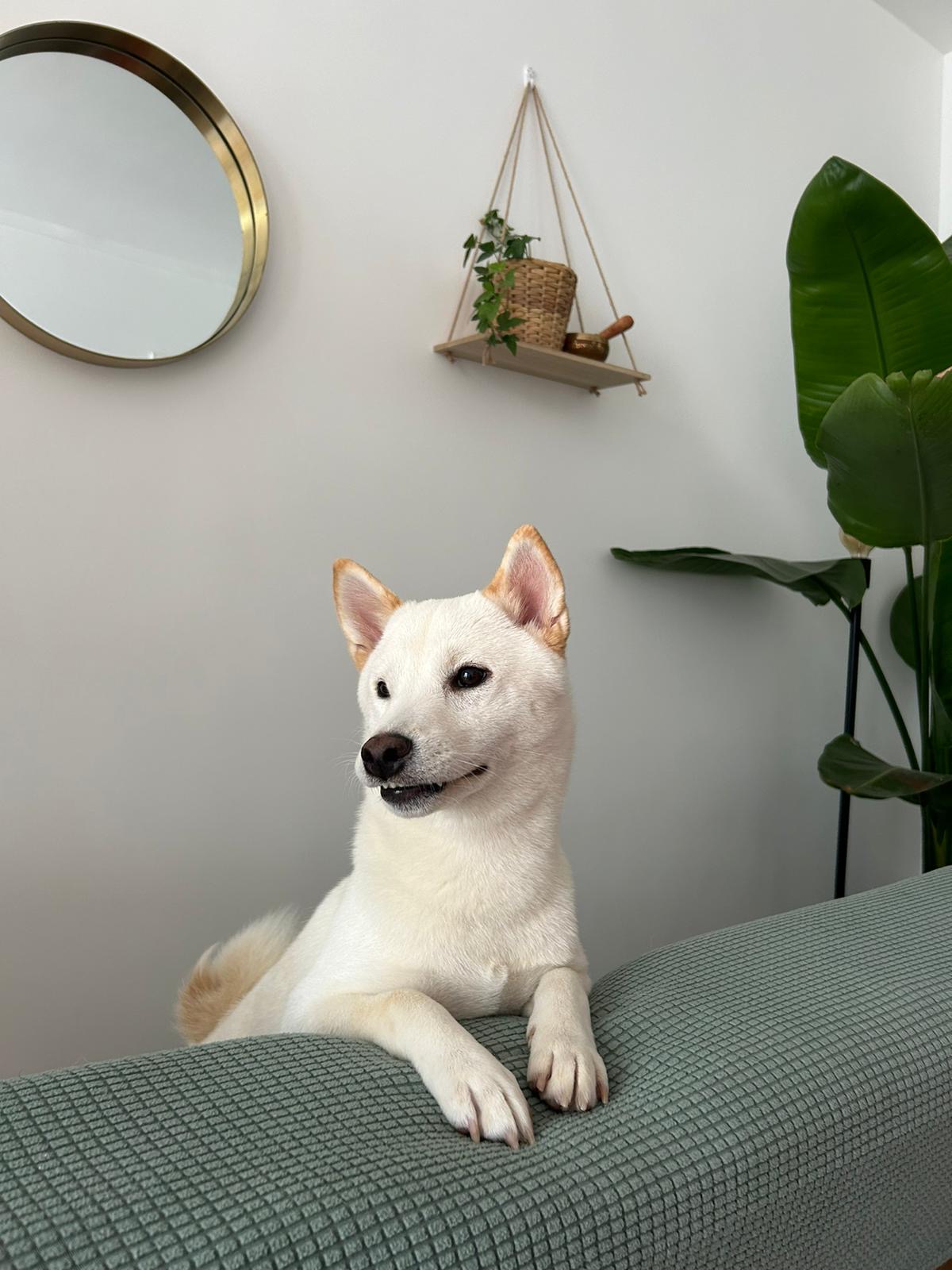 Le monde des chiens et des nacs — photo