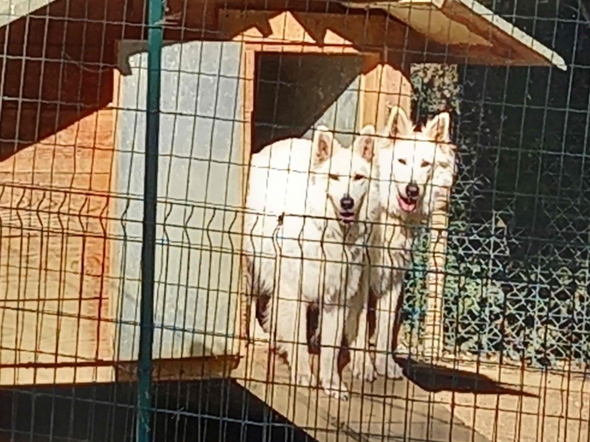 Centre Canin Cynomaya — photo
