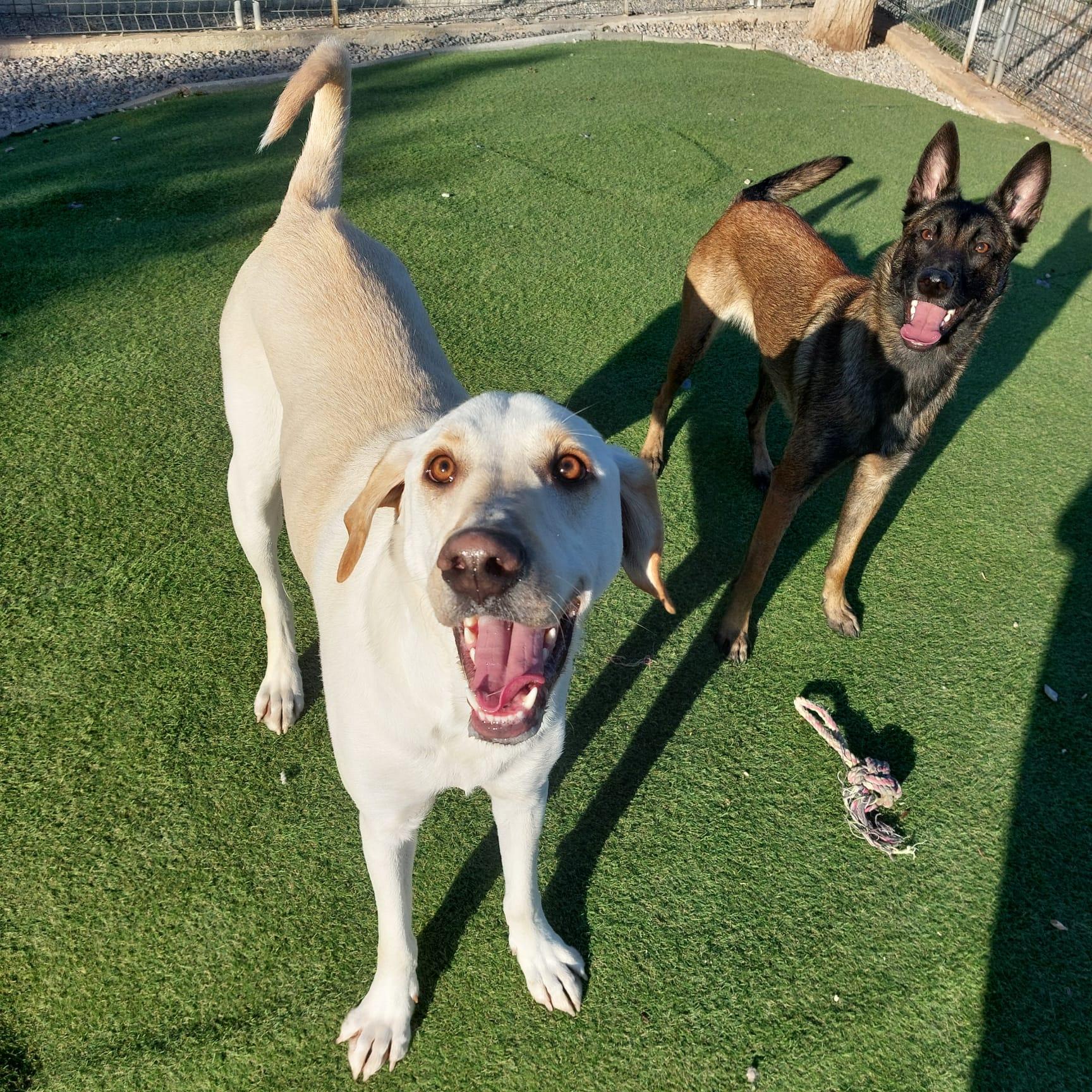 Pension chiens et chats cayron — photo
