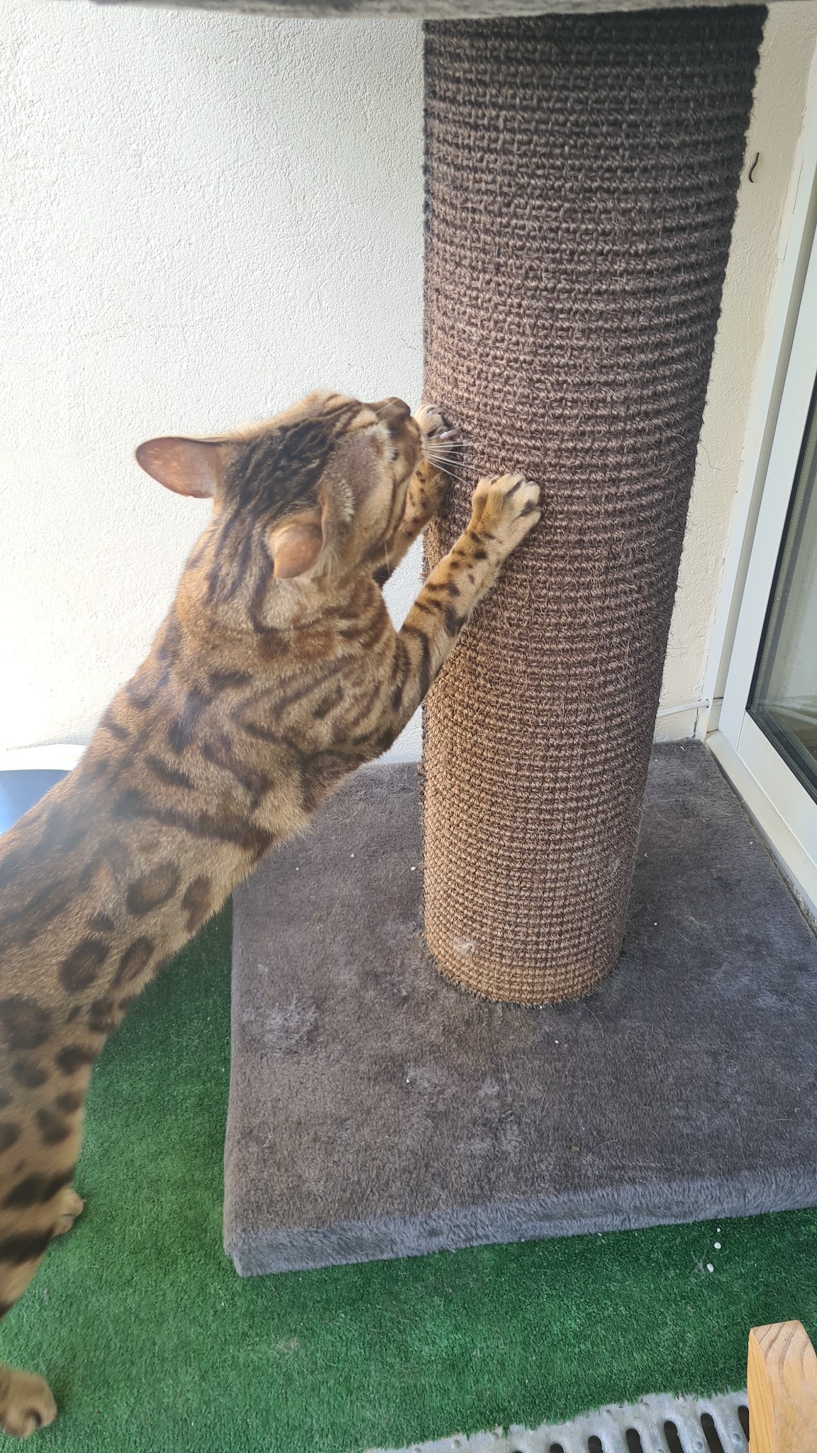 Pension chiens et chats cayron — photo