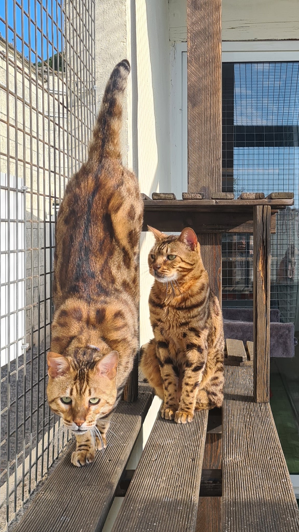 Pension chiens et chats cayron — photo