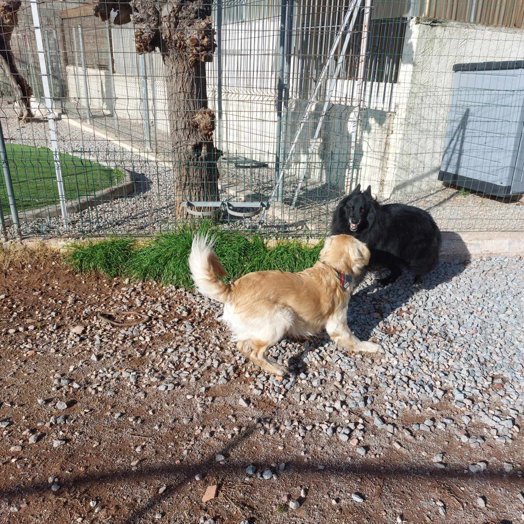 Pension chiens et chats cayron — photo